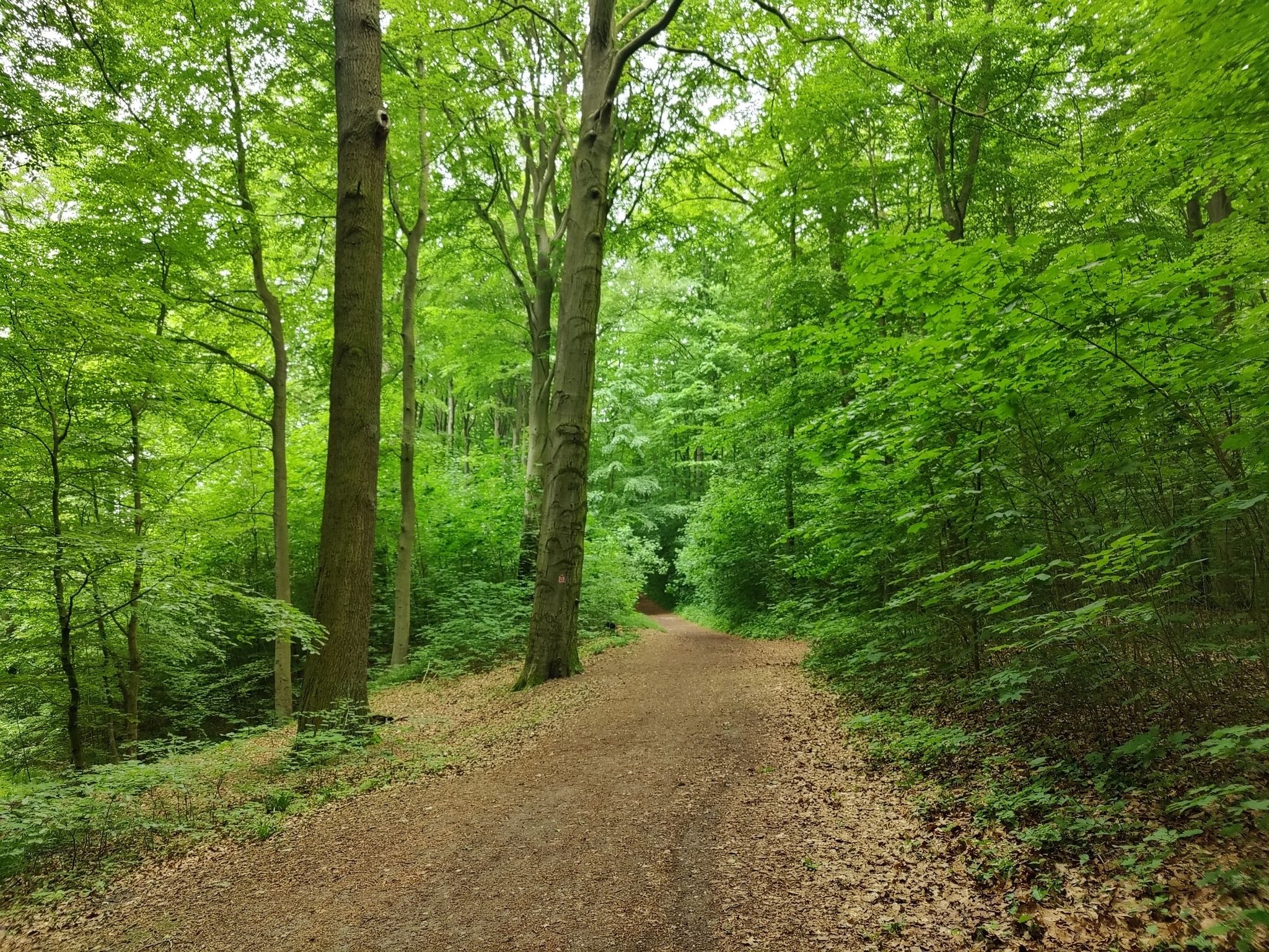 Waldweg an der Fulde