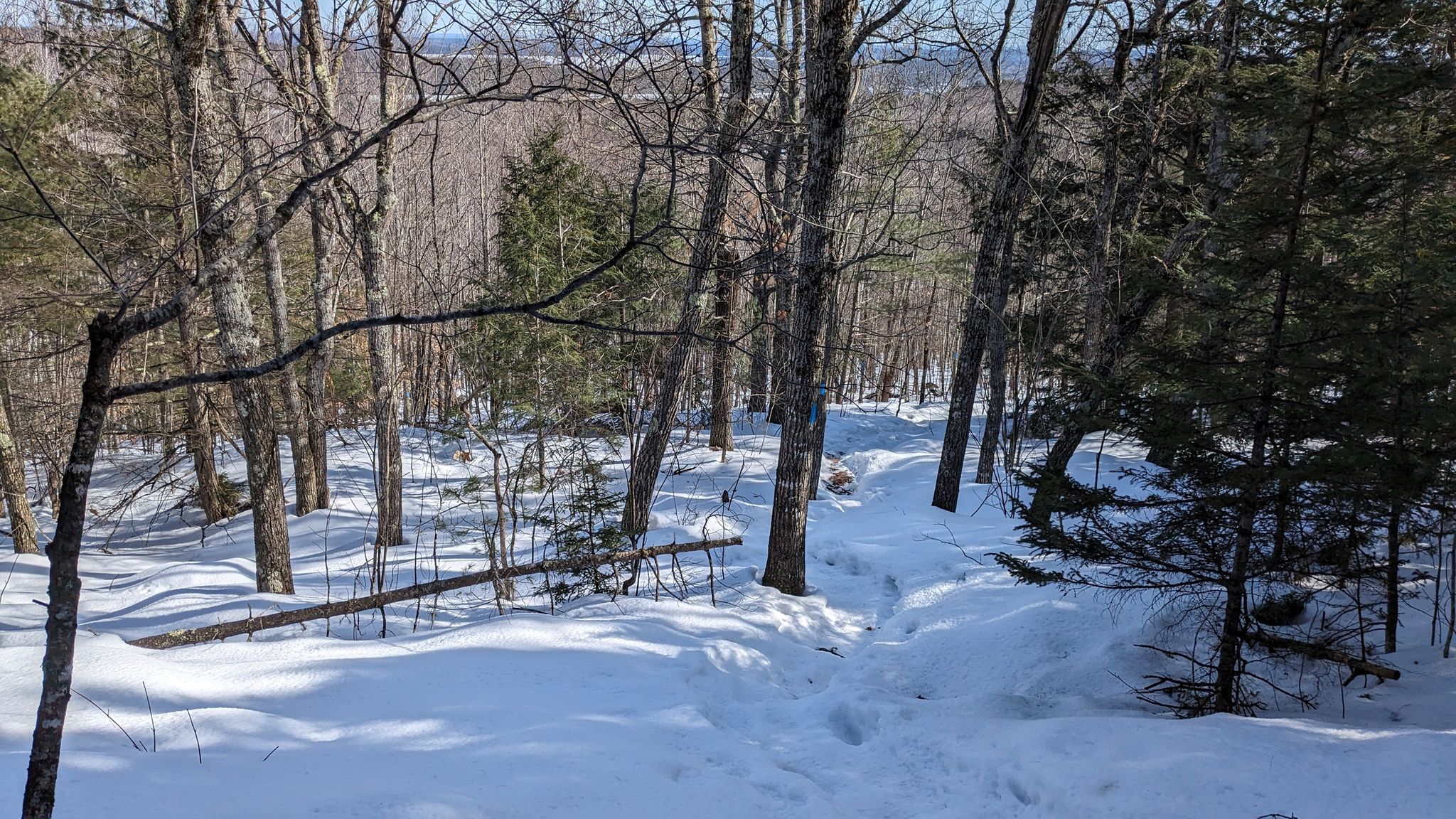 Snow-covered forest with bare trees, evergreens, and a fallen log. - Round Top Trail