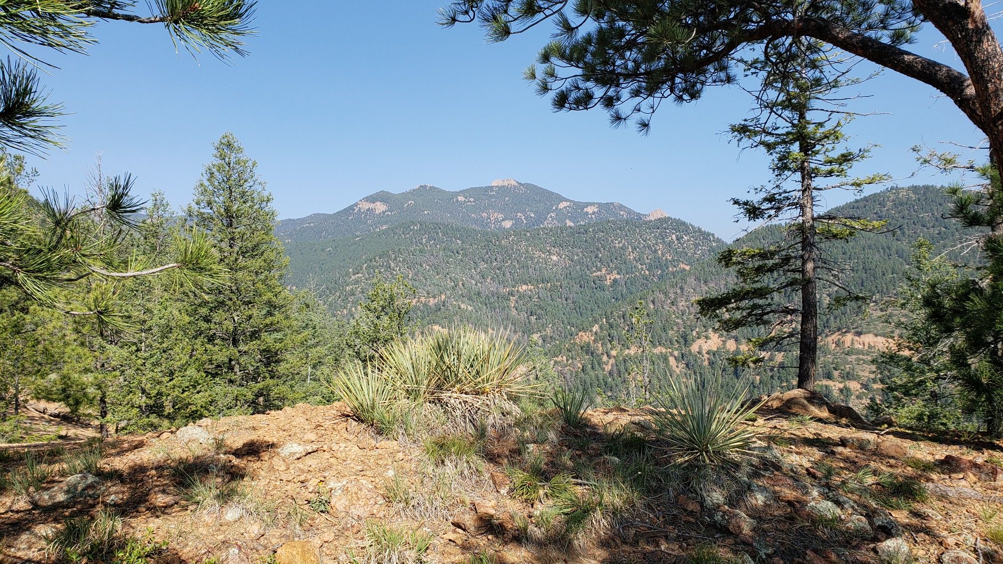 Sunny view of forested mountains with pine trees and yucca plants. - View of Muscoco Mountain – Mount Muscoco Trail loop from North Cheyenne Cañon Park