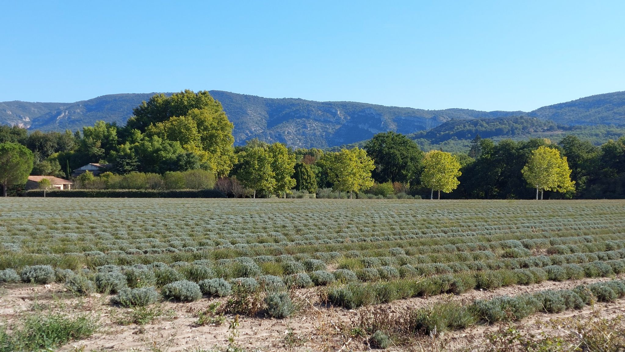 Lavendel ist abgeerntet
