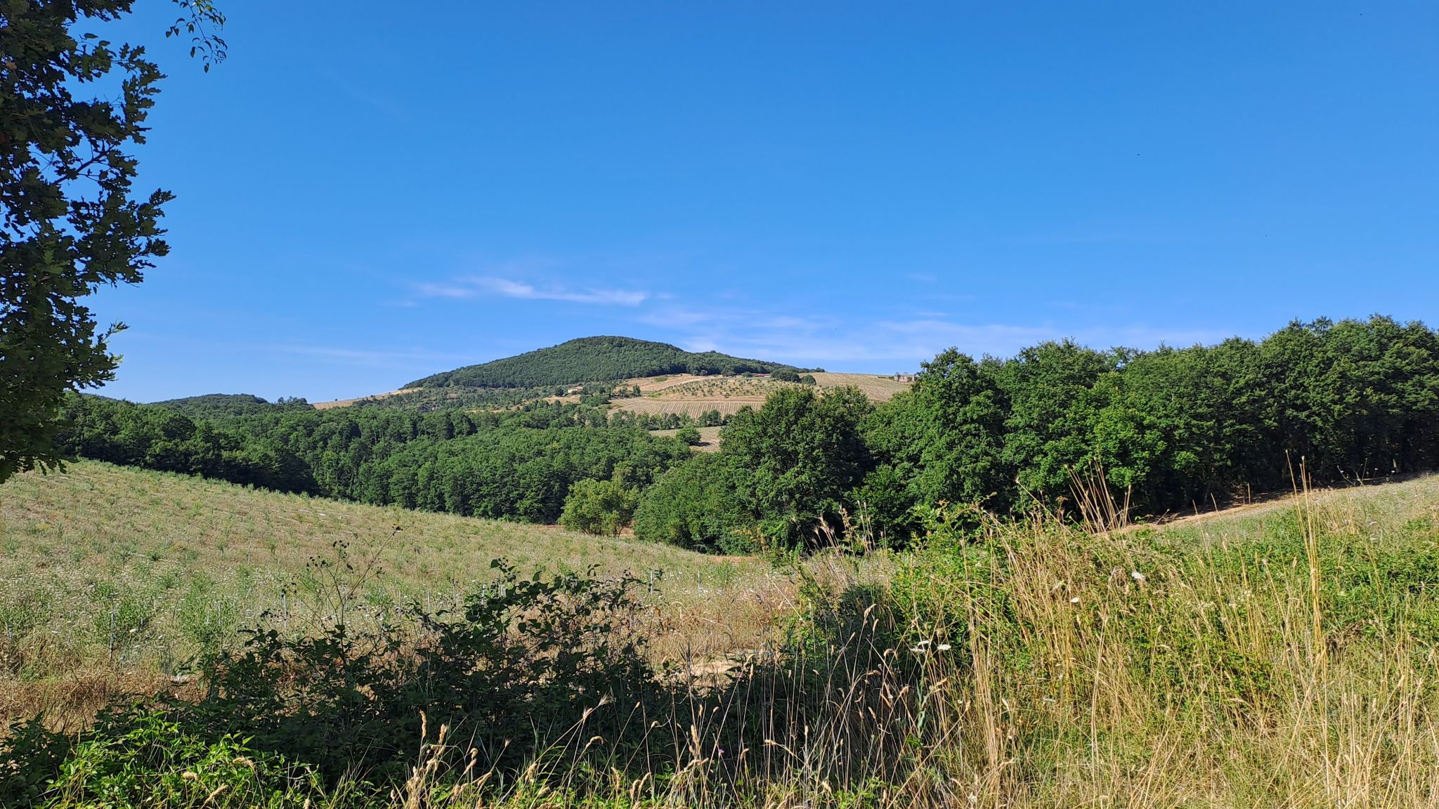 Campi