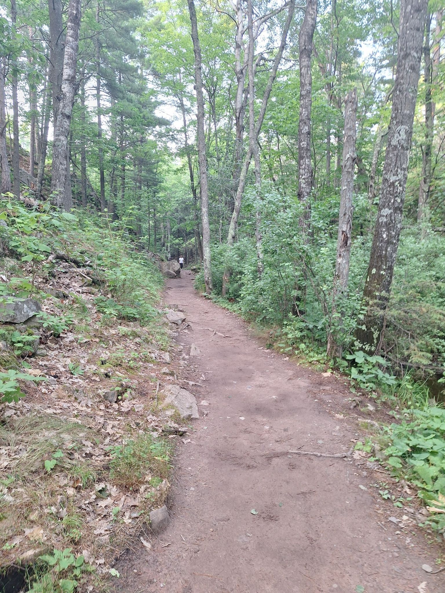 A dirt path through a dense green forest with a person walking. - Sugarloaf Easy Trail