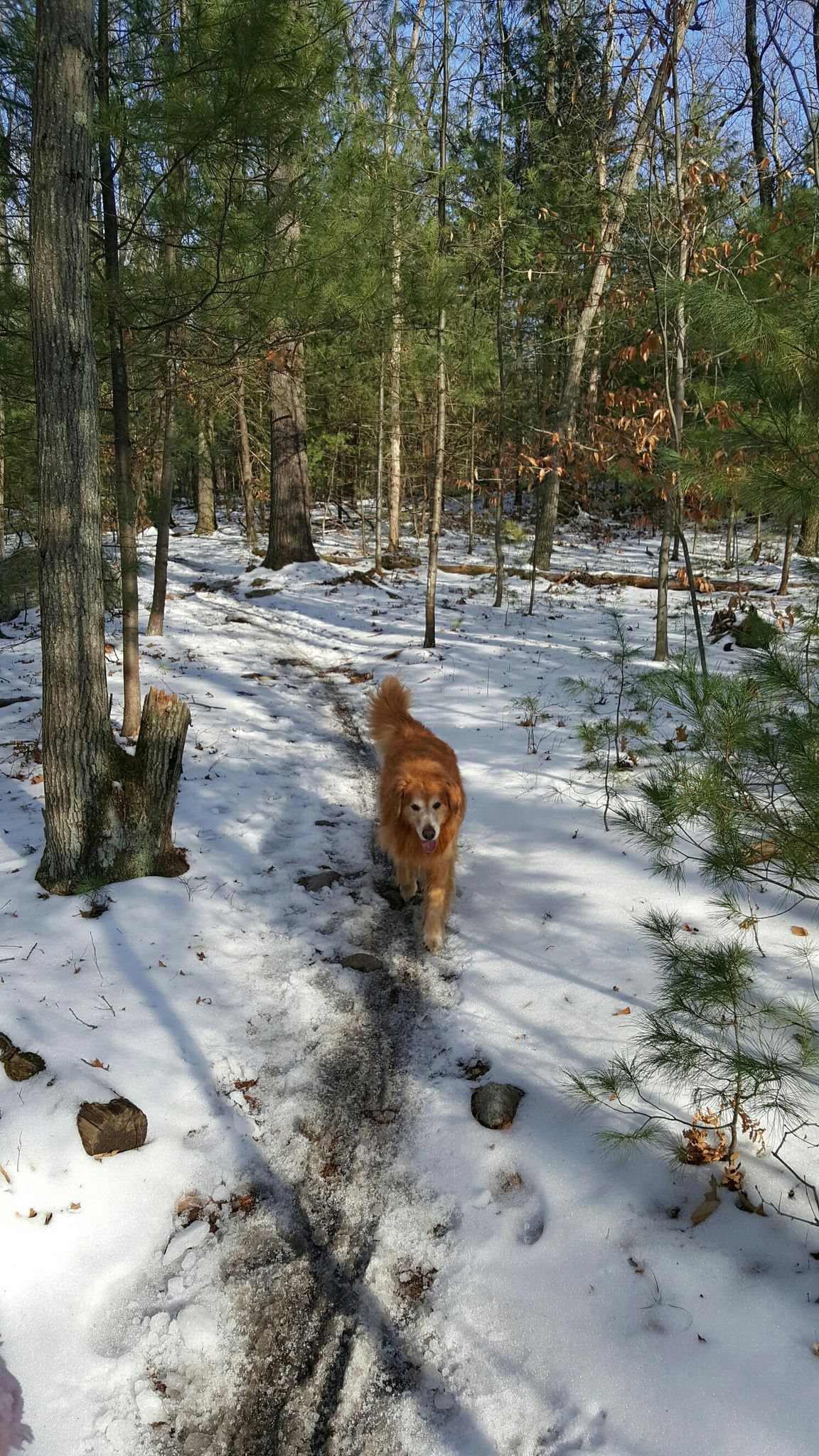 Golden retriever walking on a snowy forest path in bright daylight. - Burlington Landlocked Forest – Abandoned car ruins loop from Paint Mine Conservation Area
