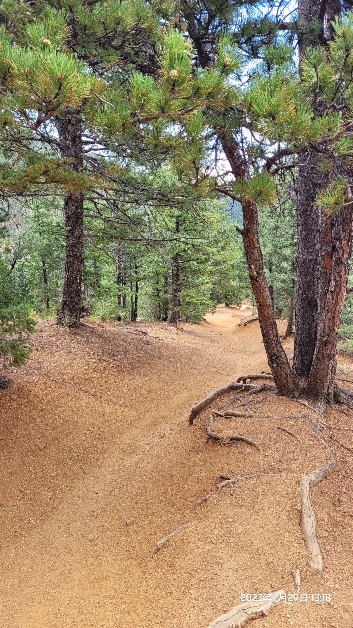 A winding dirt path through a pine forest with exposed tree roots. - Bear Creek – Seven Bridges Trail loop from KRDO