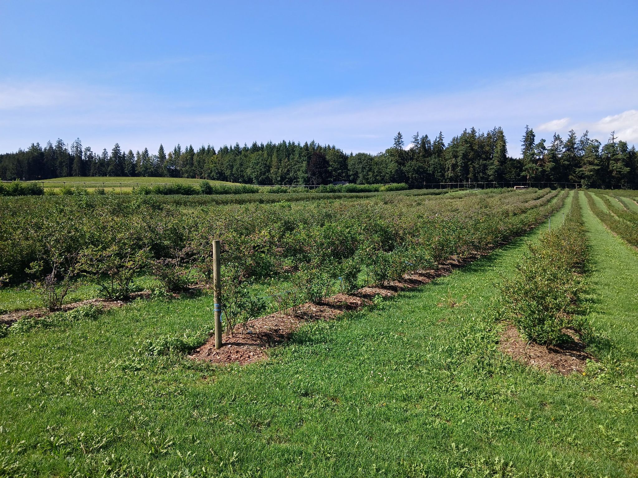 Heidelbeerplantage - abgeschmiert