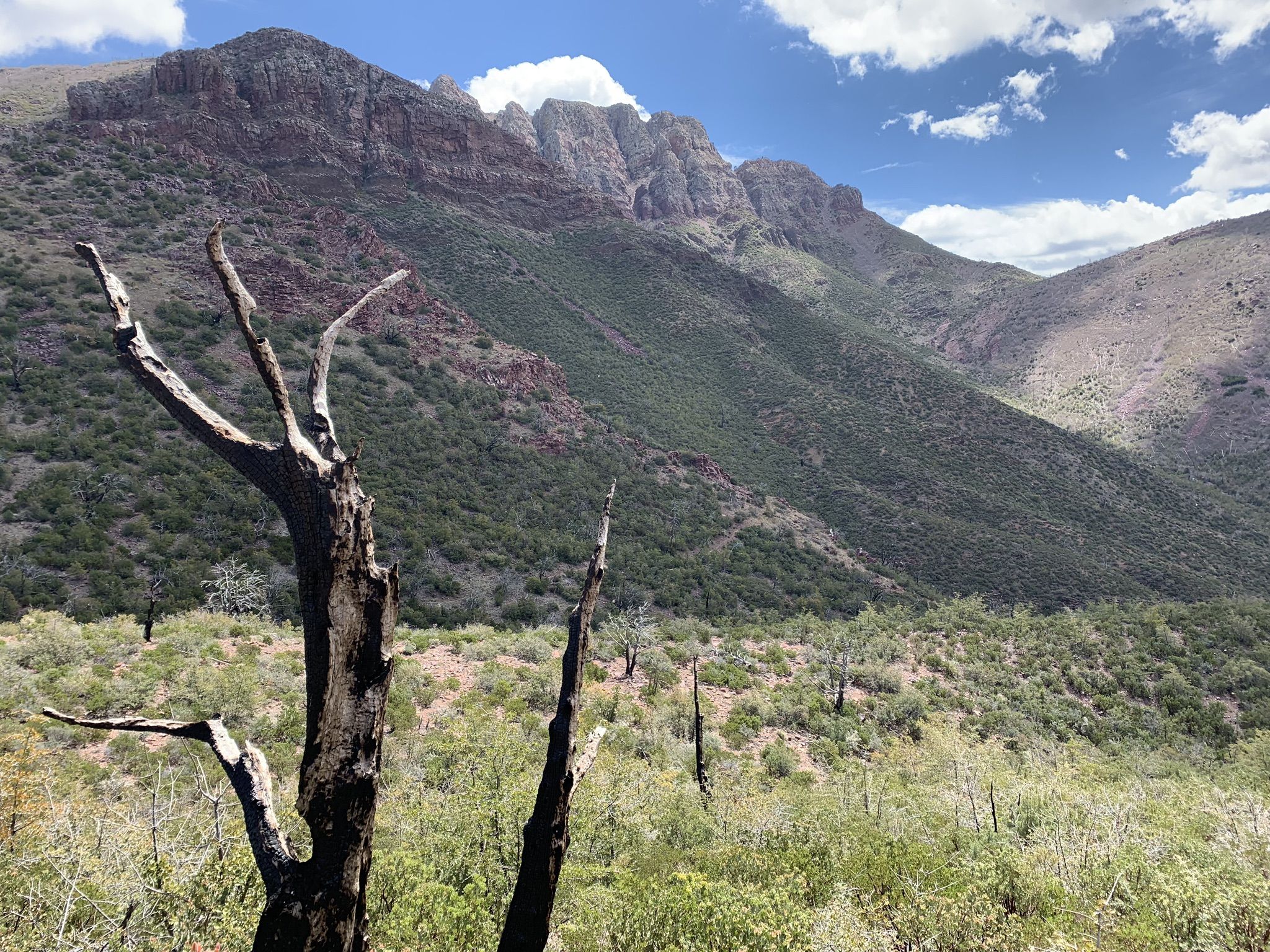 Rocky mountains rise above green slopes with dead trees under a sunny, cloudy sky. - Y Bar and Barnhardt Loop Trail