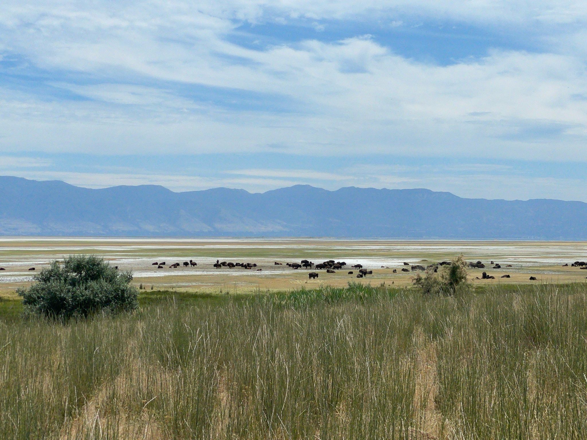 Herd of dark animals grazing near water with mountains under a cloudy sky. - Antelope Island State Park – Antelope Island State Park loop from Trailhead