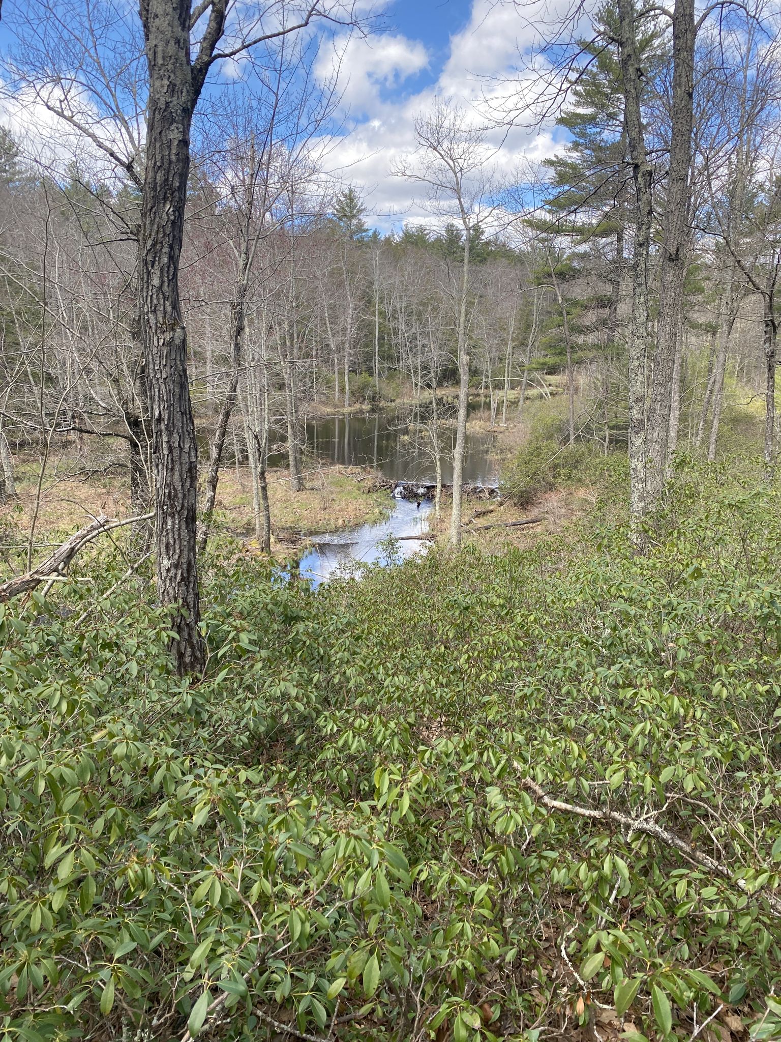 A winding stream flows through a forest with bare trees under a bright sky. - Dam Road, Jeff Smith, Tupelo, Old City and Wildlife Pond Loop