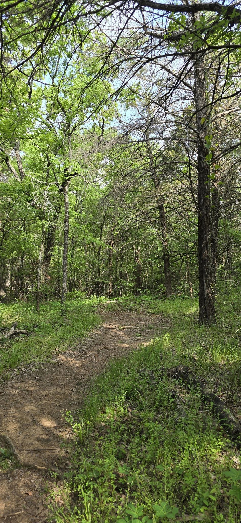 Wide dirt path through a sunlit forest with green and bare trees. - DORBA Green Loop