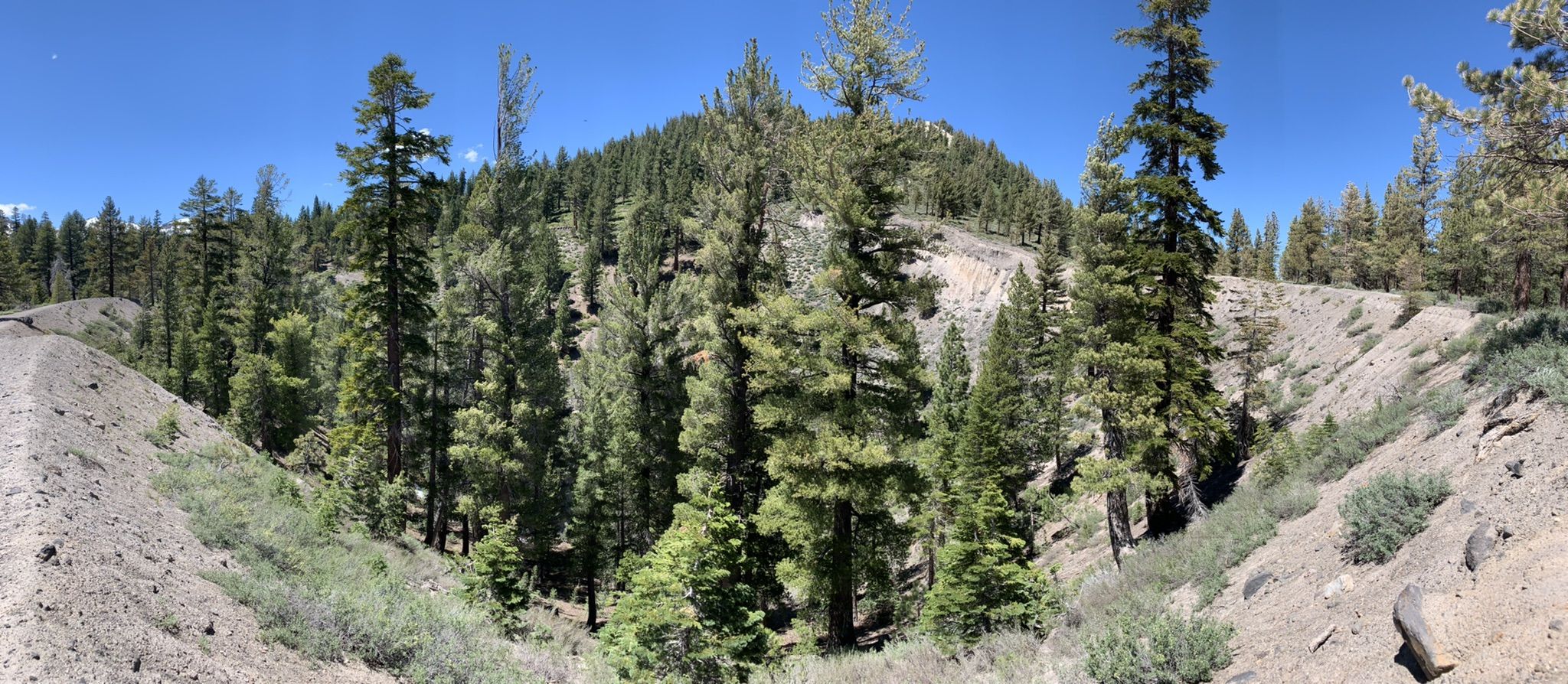 Sunny panoramic view of a dense pine forest on a steep hillside. - Inyo Craters Trail