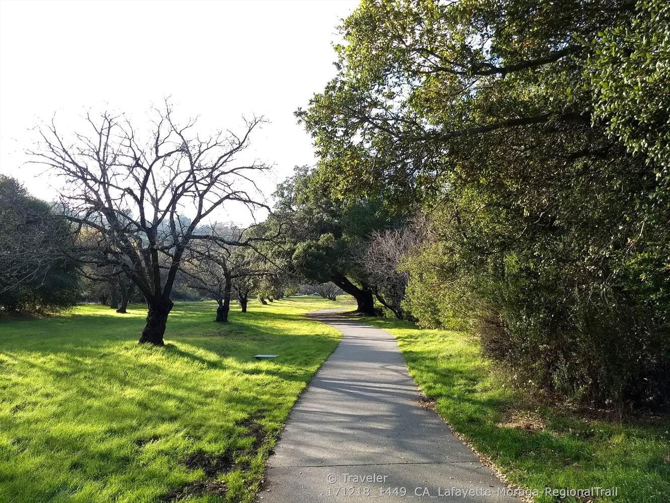 Paved path through a grassy area with trees, bright sunlight. - Lafayette-Moraga Regional Trail