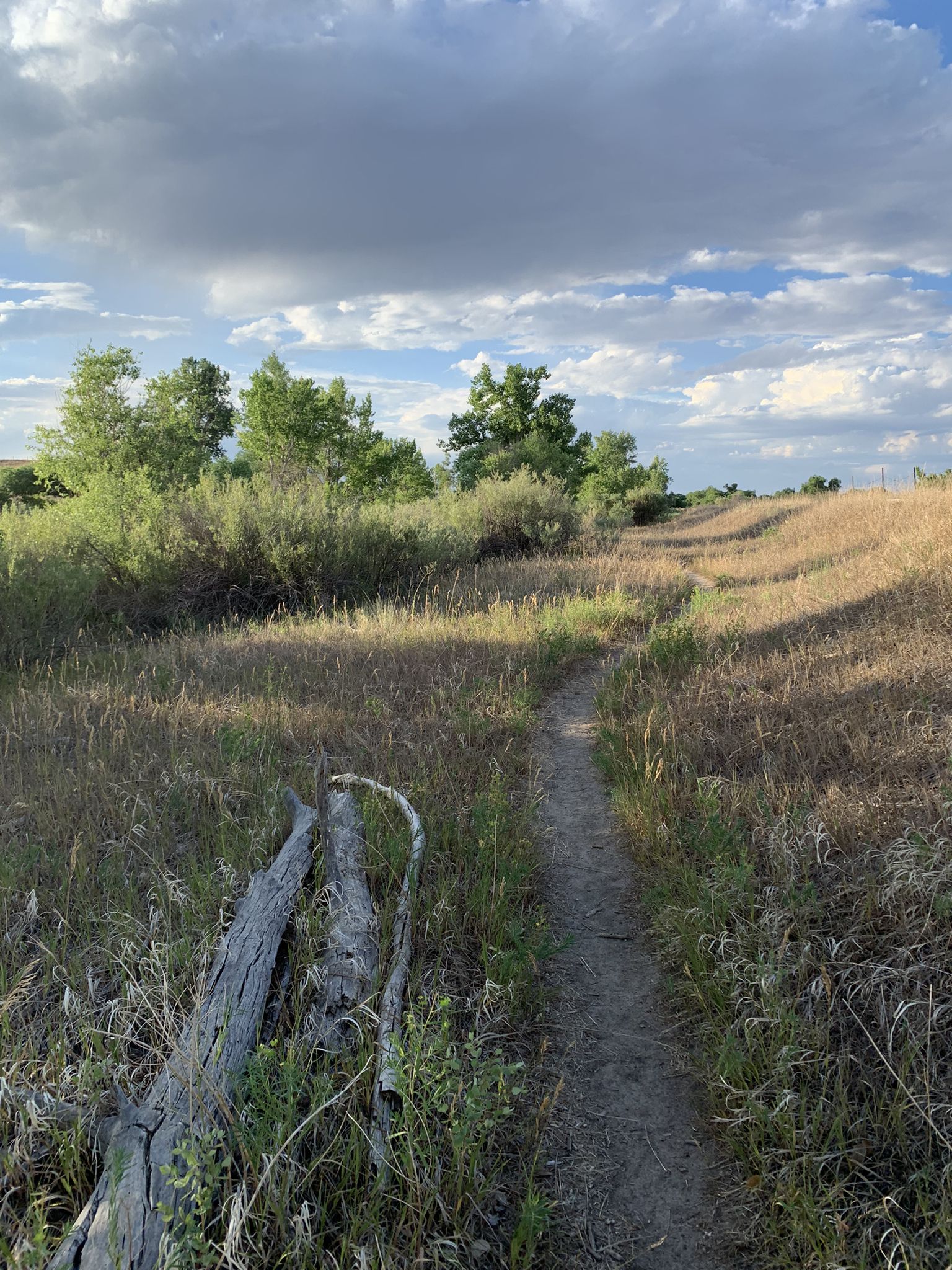 Narrow dirt path through tall grass and trees under a cloudy sky. - Cherry Creek and Front Range Trail Loop