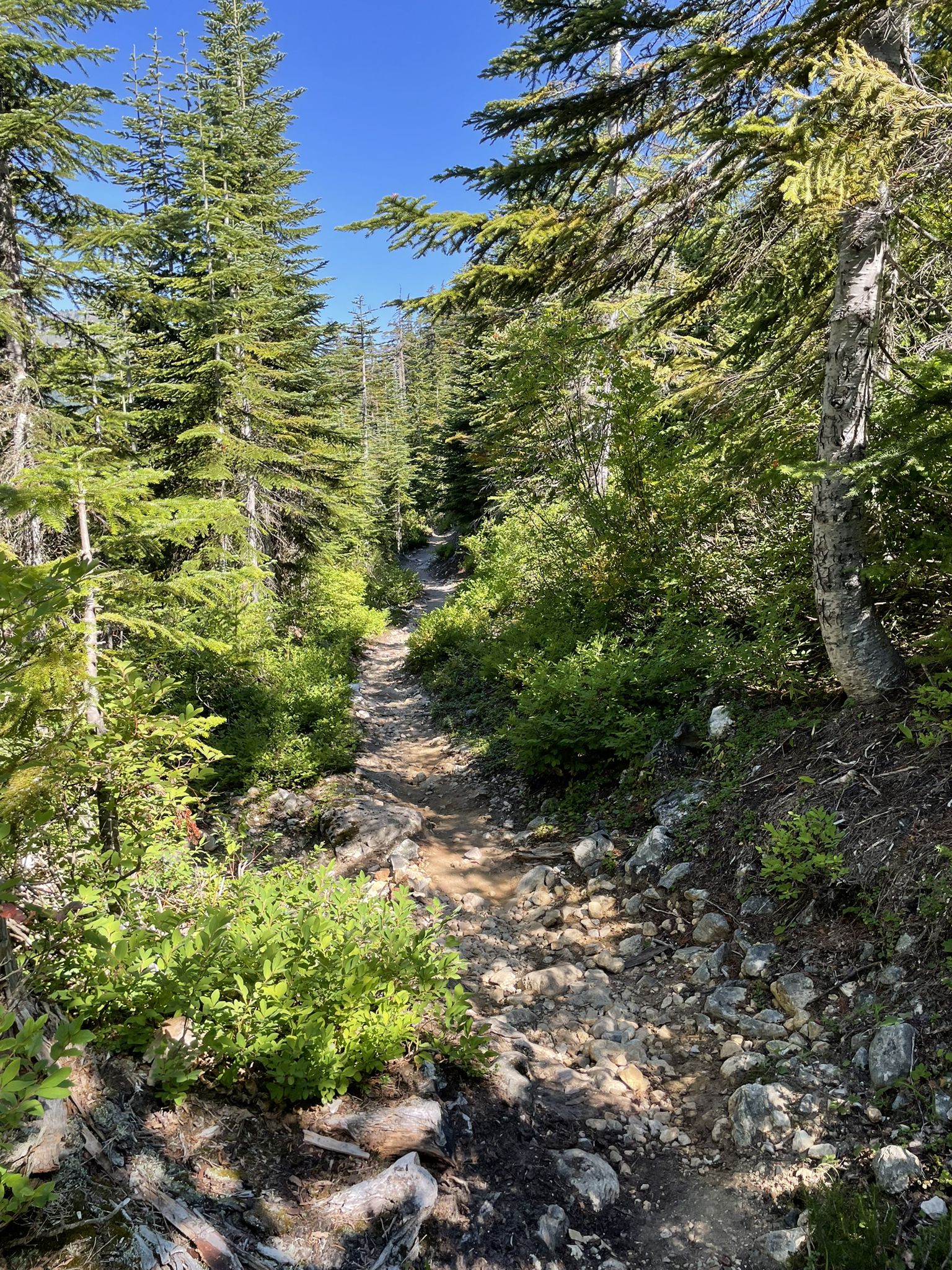 A rocky dirt trail through a dense evergreen forest on a sunny day. - Mount Hyak loop via Forest Road loop