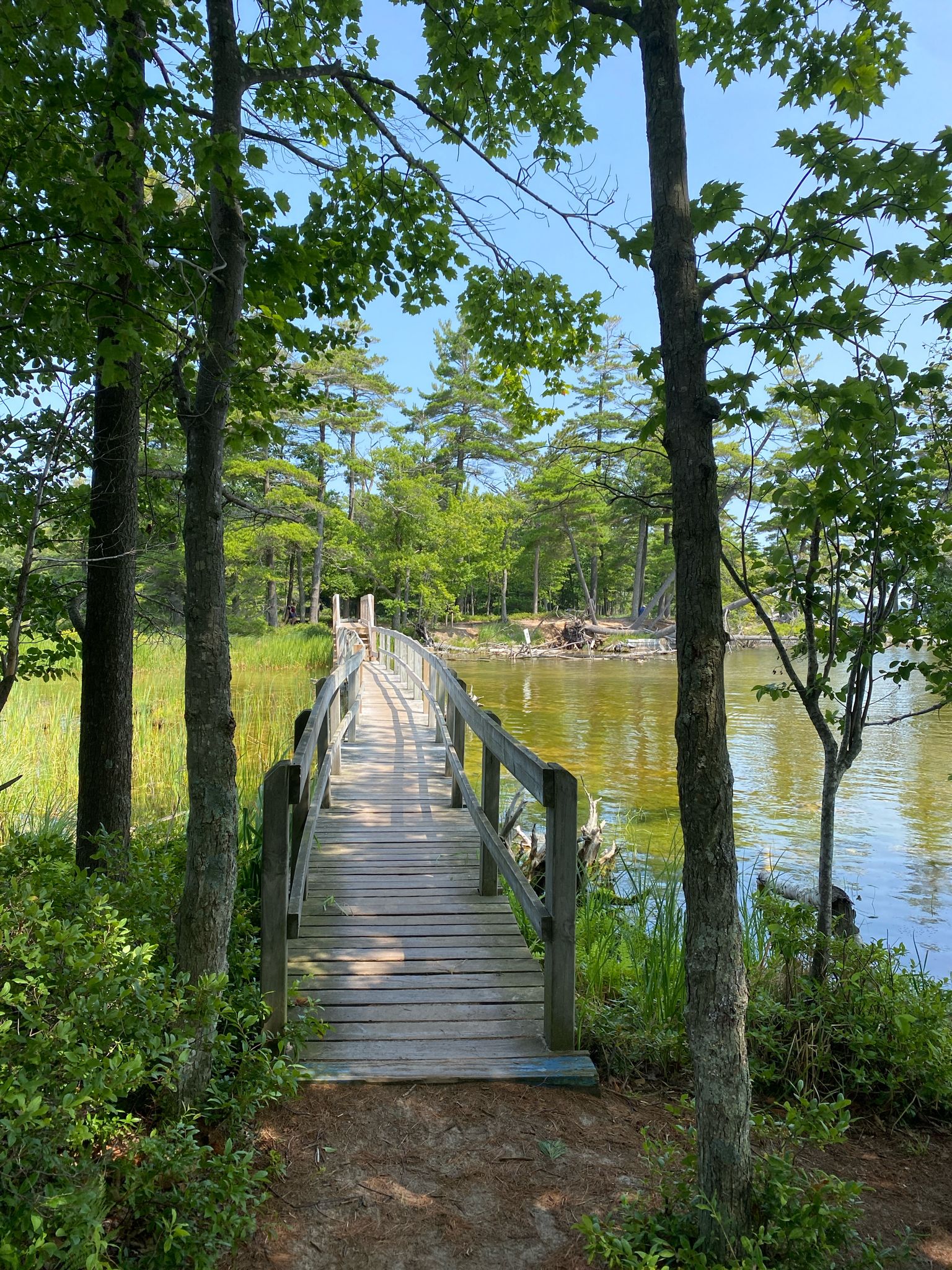 Wooden boardwalk over water, surrounded by green trees under bright sky. - Sable River Trail – Big Sable River loop from Ludington State Park