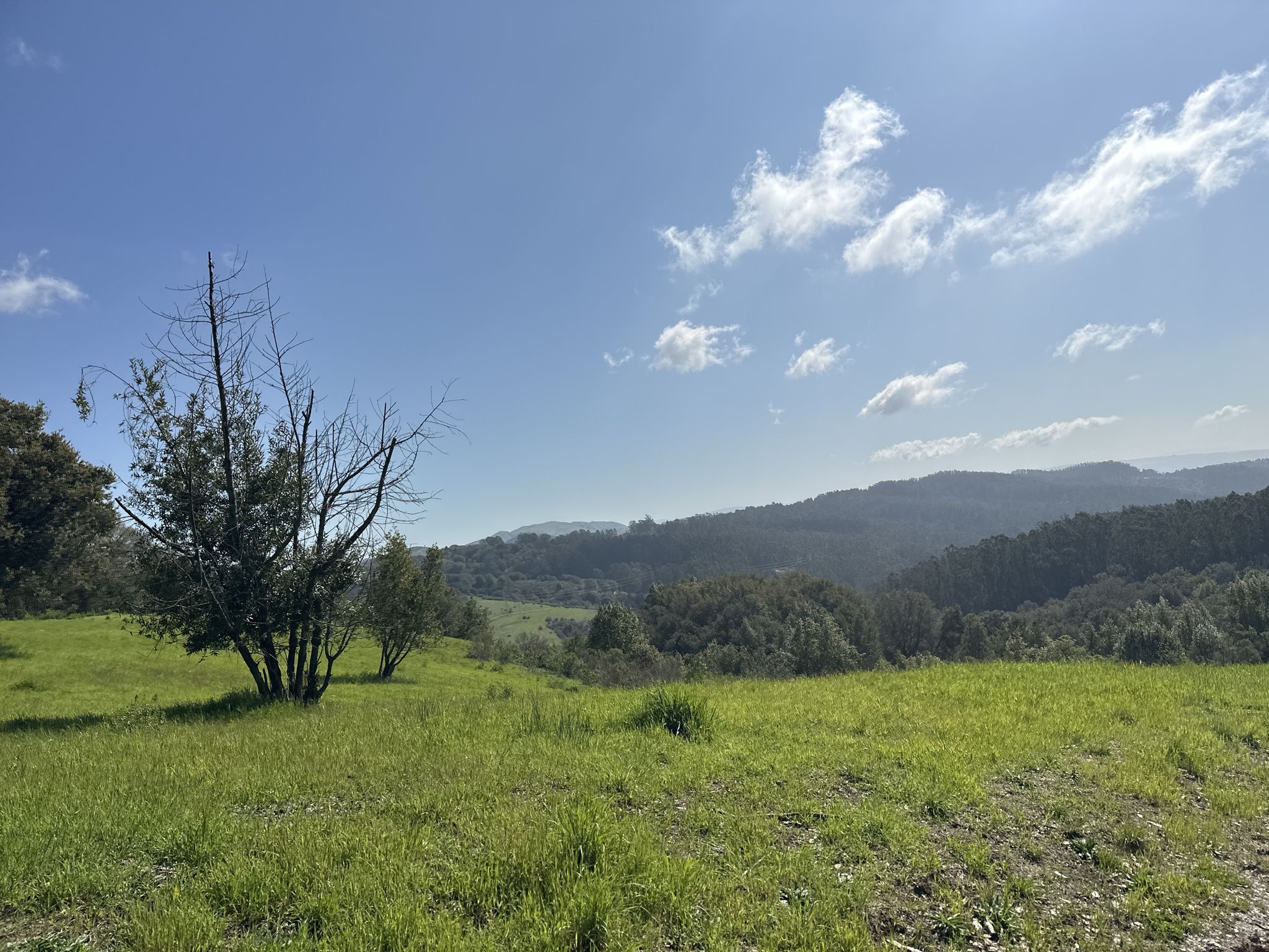 Green grassy hills under a bright blue sky with scattered trees. - Redwood Road Loop
