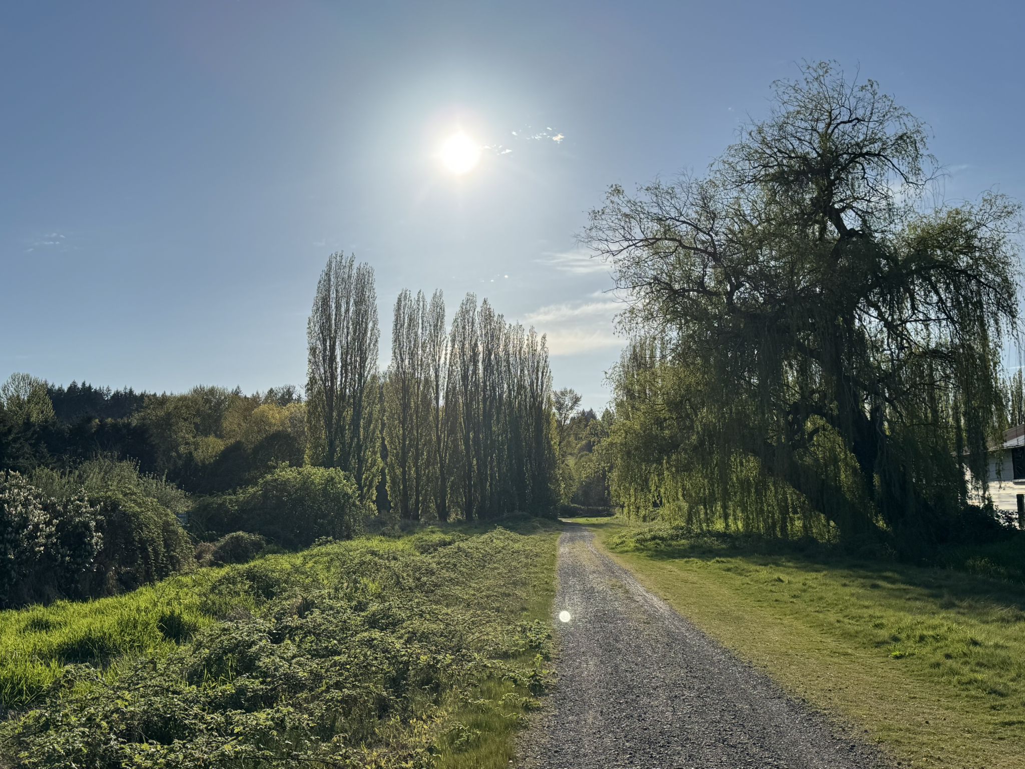 Bright sun over a gravel path, flanked by a weeping willow and tall trees. - Tolt Pipeline Trail