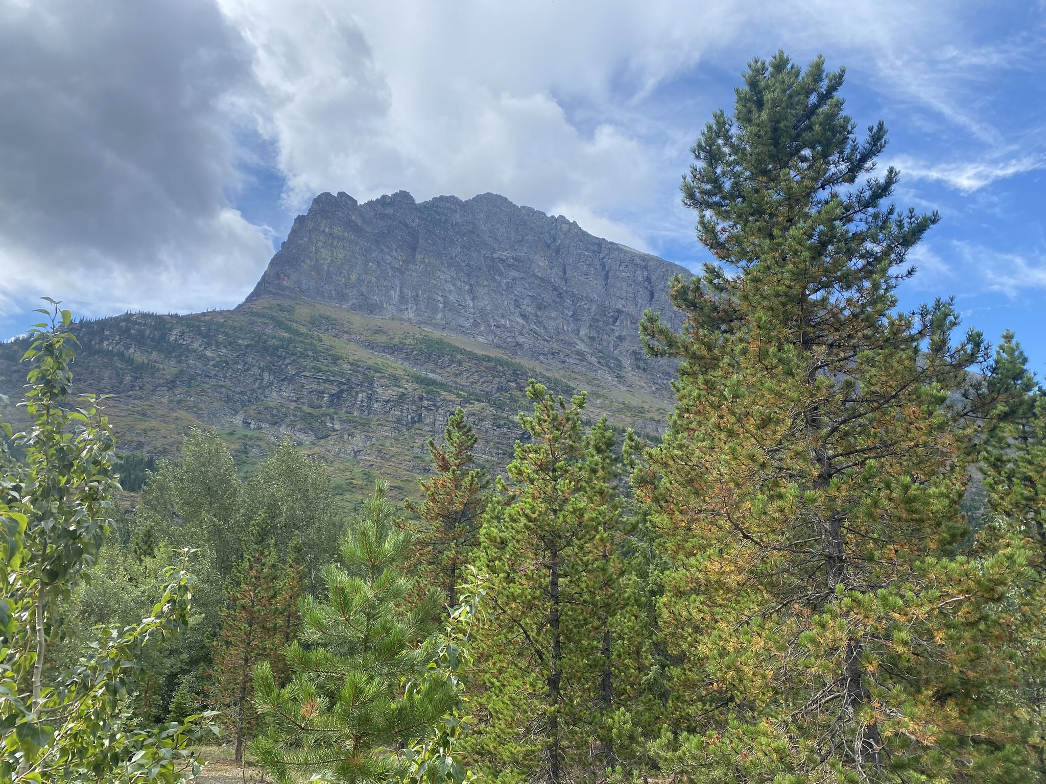 A large rocky mountain rises above a forest of green evergreen trees. - Redrock Lake loop from Many Glacier Lodge