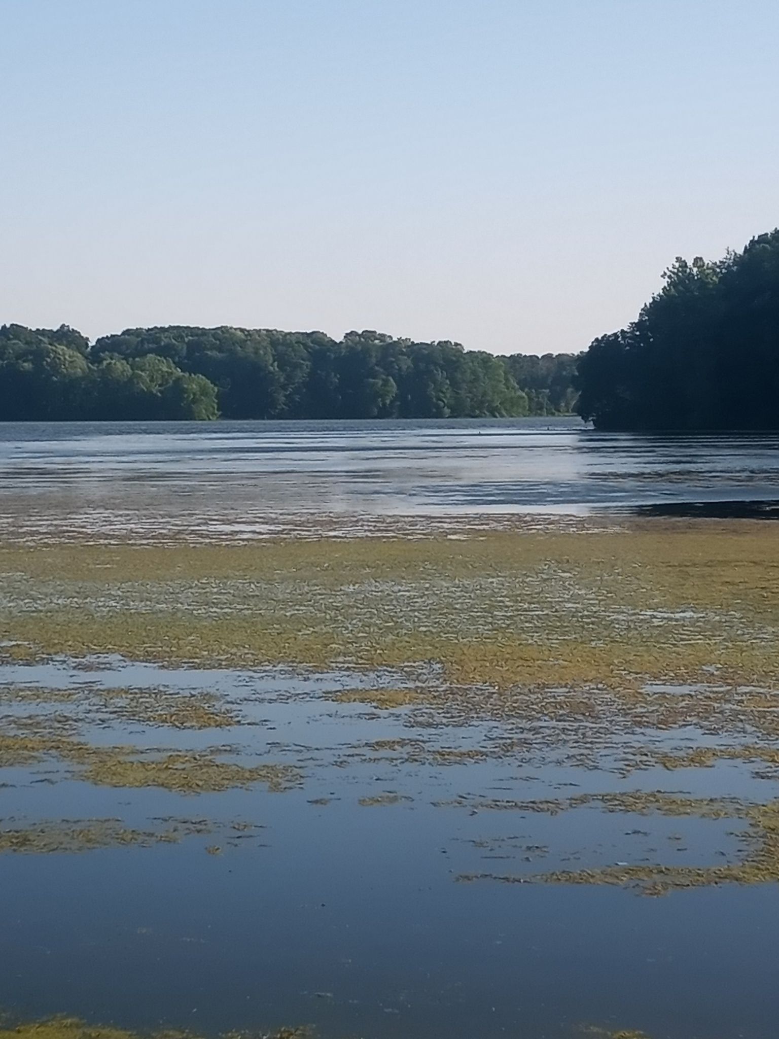 A calm lake with green algae and a distant forested shoreline on a clear day. - Vargo Hill loop from Potato Creek State Park