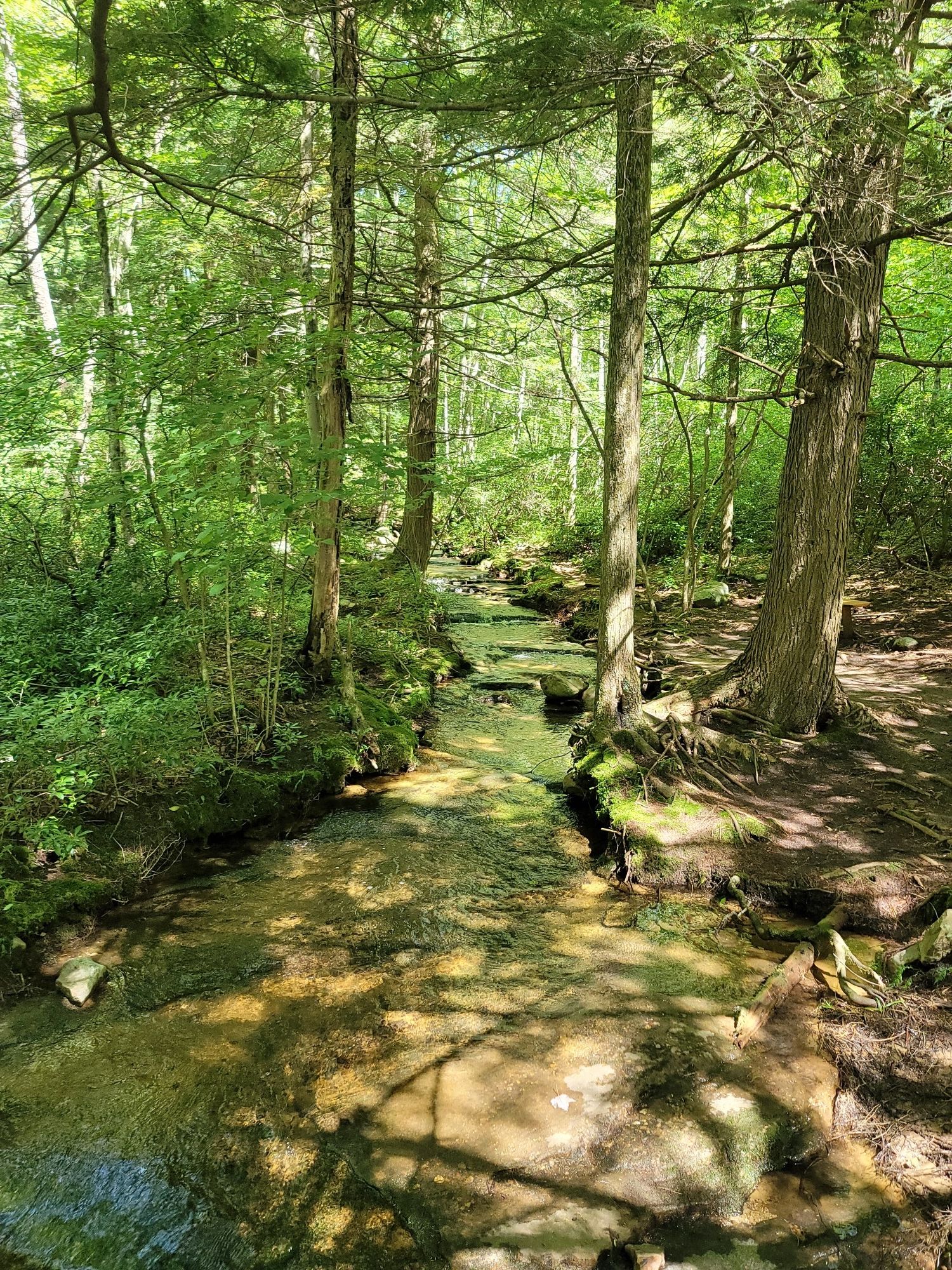 A clear stream flows through a lush green forest with dappled sunlight. - Bear Creek Preserve Red Loop Trail