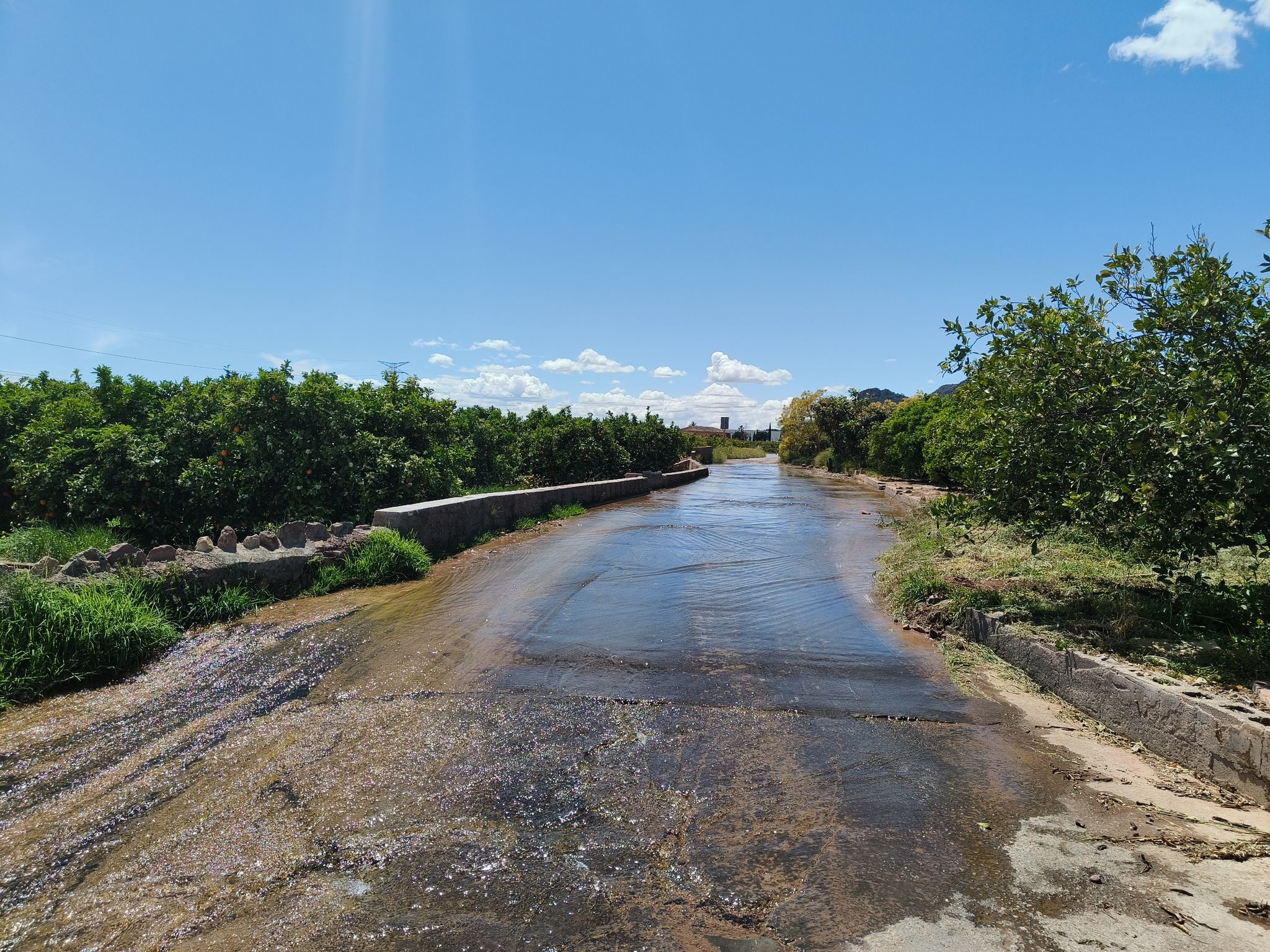 Camino entre naranjos