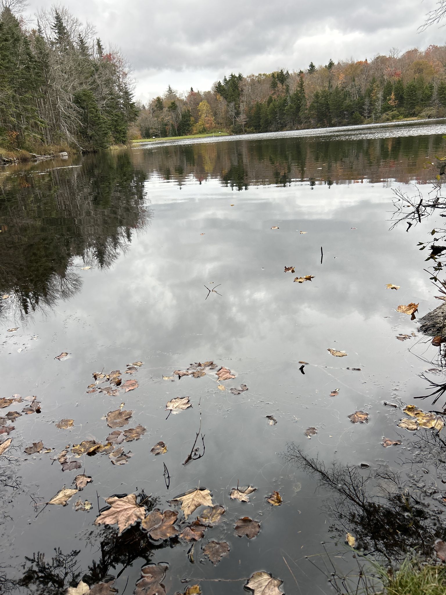 Dark lake surface covered with fallen leaves, reflecting cloudy sky. - Atwood Loop