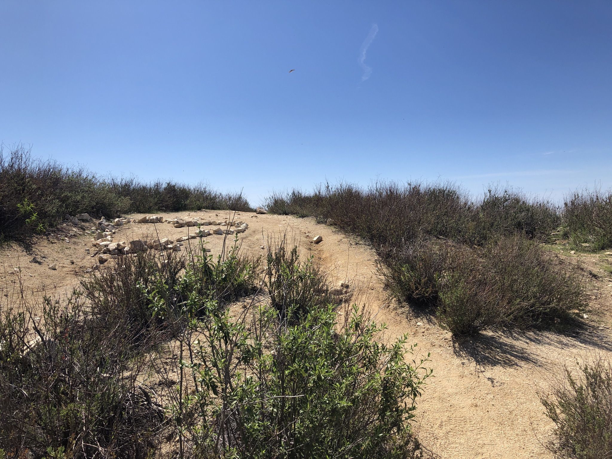 A sunny dirt path winds through dry, green and brown scrub brush. - Mount Yale via Bastard Ridge