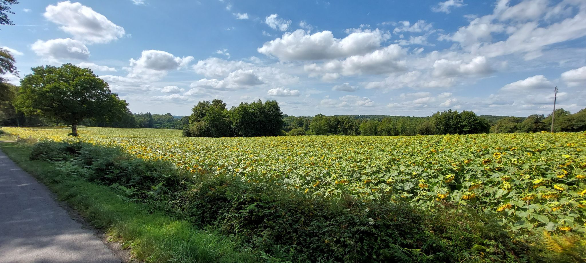 Eindeloze zonnebloem-velden