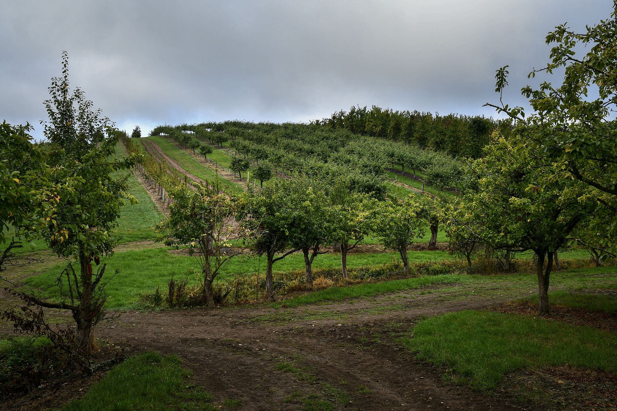 Orchards