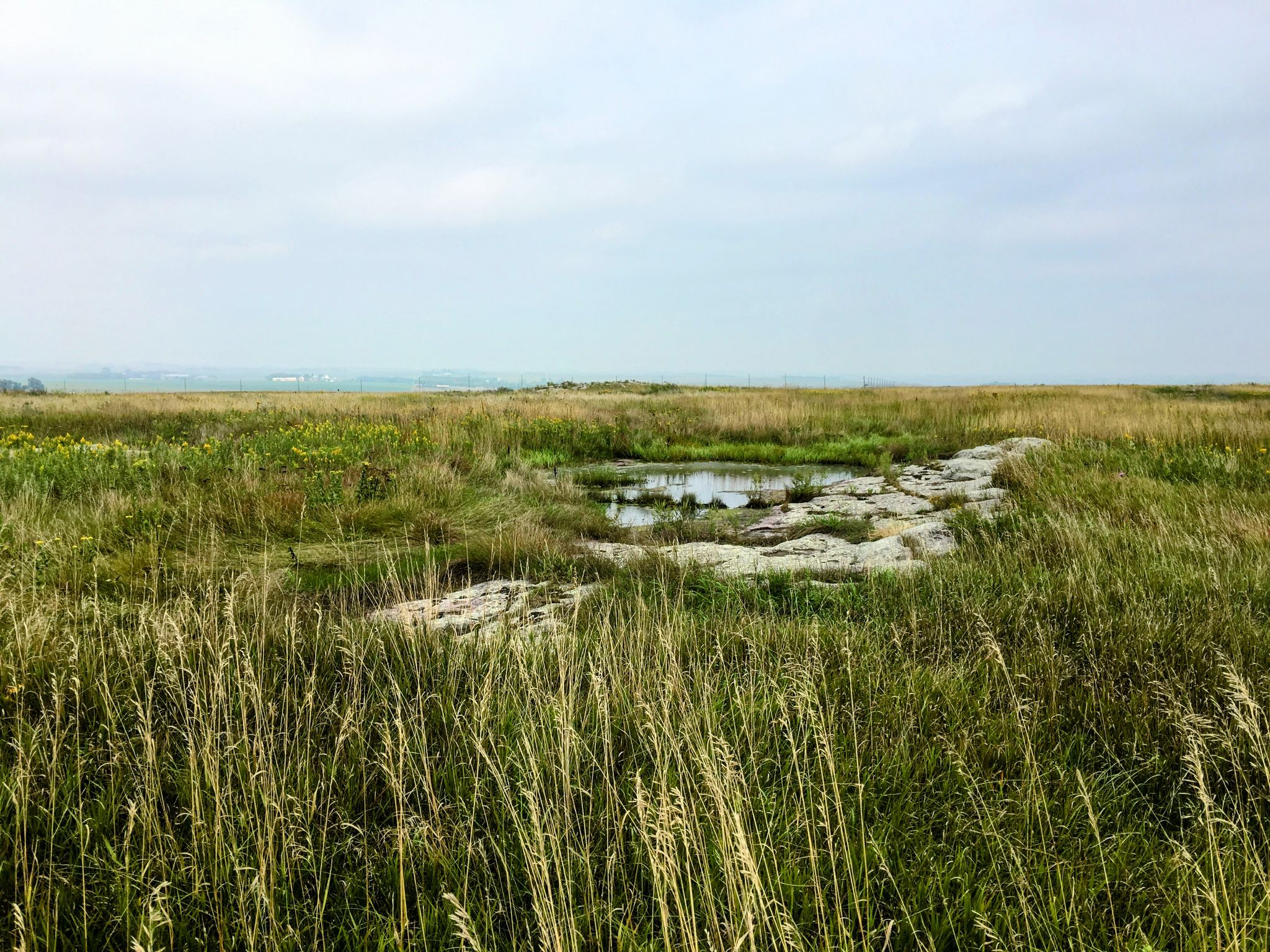 Small pond with rocks surrounded by tall green and brown grass. - Buffalo Jump loop from Blue Mounds State Park