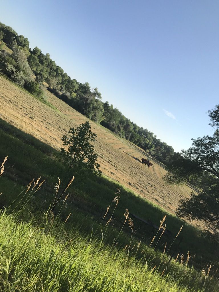 Steep, sunlit hillside with green and dry grass, scattered trees, and clear sky. - High Line Canal Trail: Pastoral Cherry Hills Village