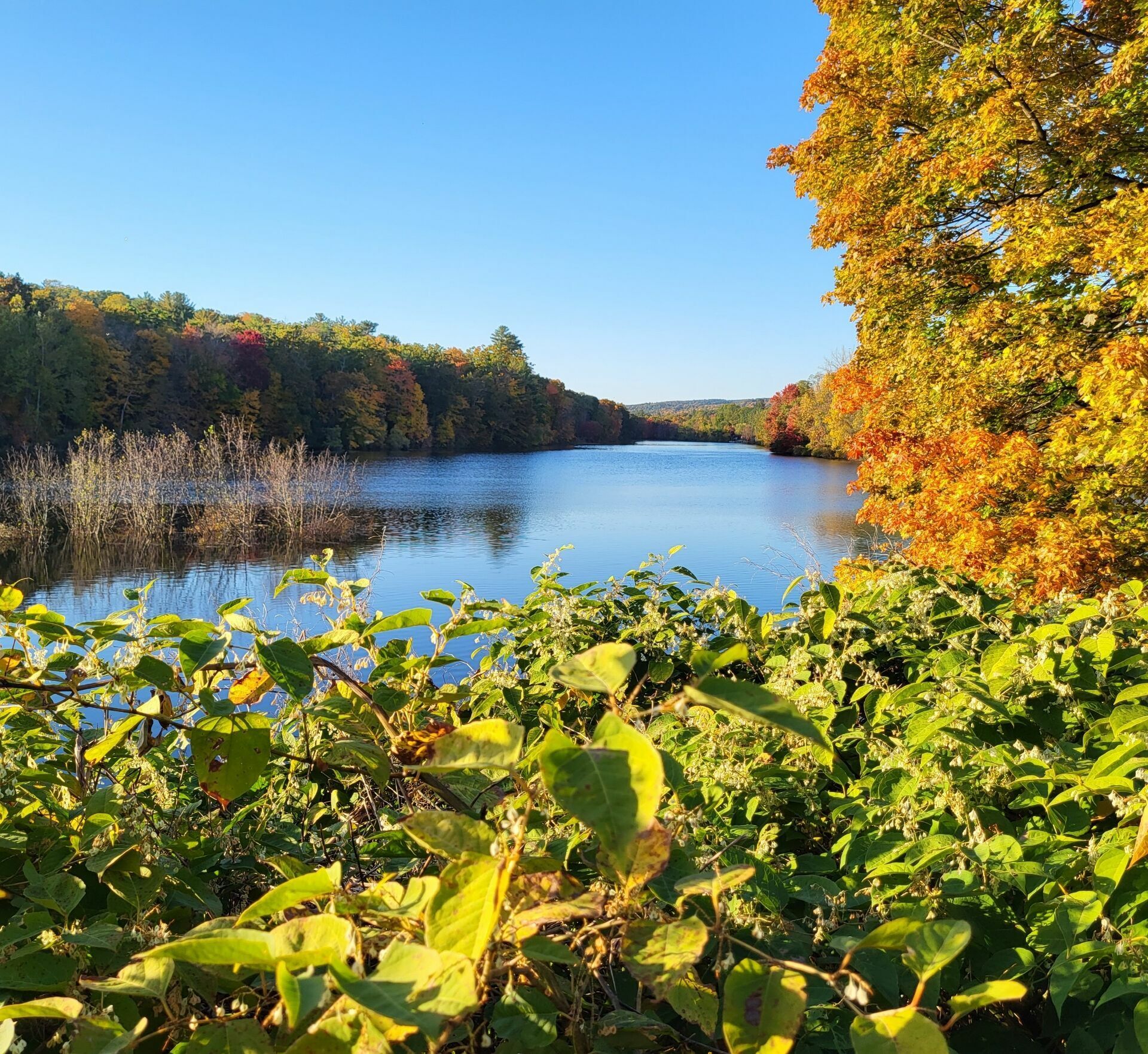 Vibrant autumn foliage frames a calm lake under a clear blue sky. - Farmington River and Nepaug Reservoir Loop