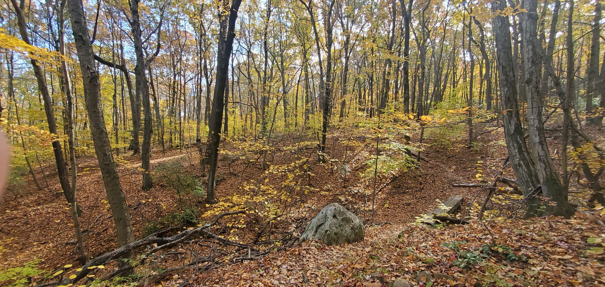 Sunny autumn forest with golden leaves covering the ground and trees. - Sleeping Giant Violet Trail