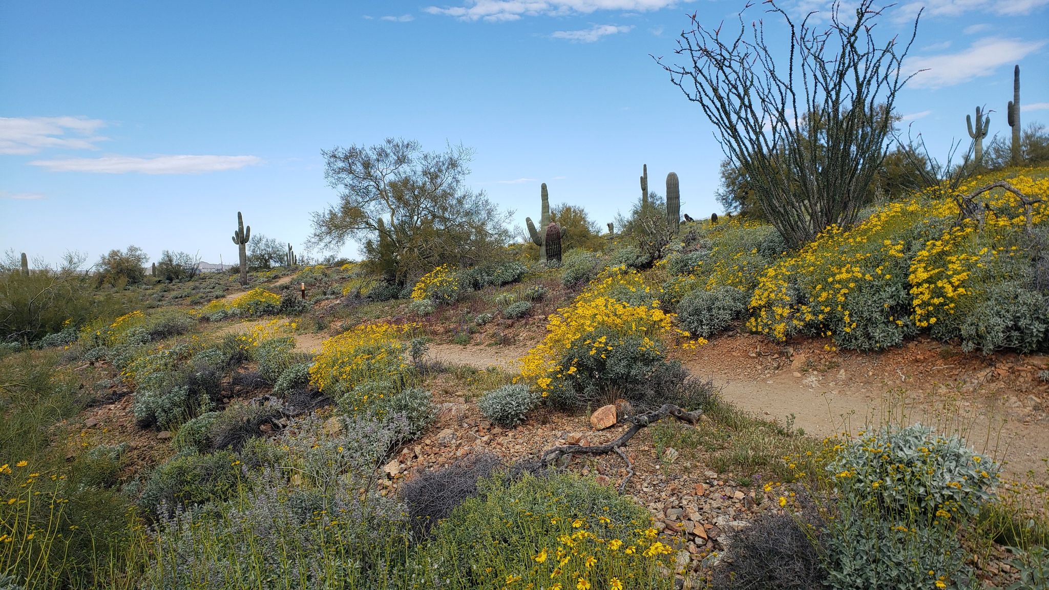 Desert landscape with yellow wildflowers, cacti, and a path under a blue sky. - Apache Wash Trail – Sidewinder Trail loop from Horse Trailer Parking