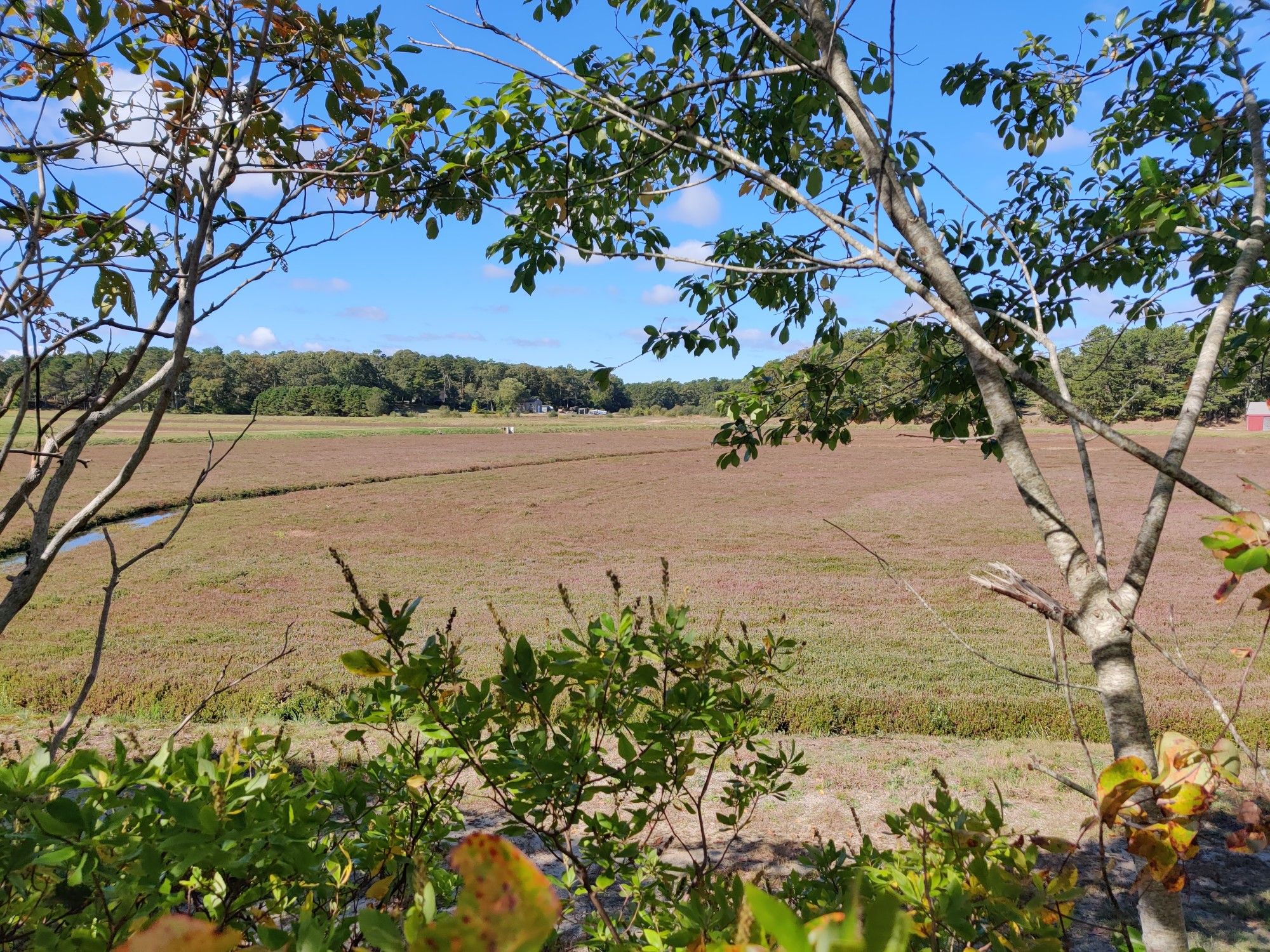 Large reddish-brown field framed by green trees and bushes on a sunny day. - Pleasant Lake (Hinckleys Pond) – Seymour Pond loop from Chatham