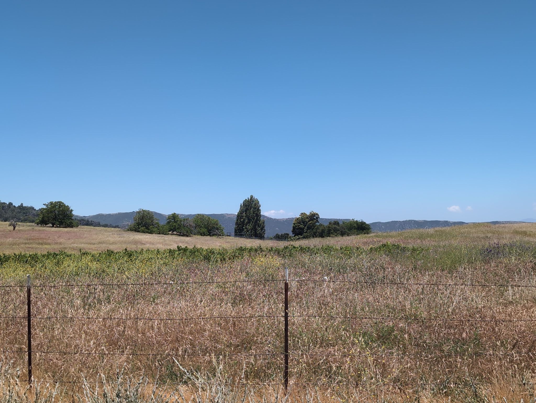 Sunny rural landscape with dry grass, distant trees, and a clear blue sky. - Palomar Mountain – Palomar East Grade loop from Funner
