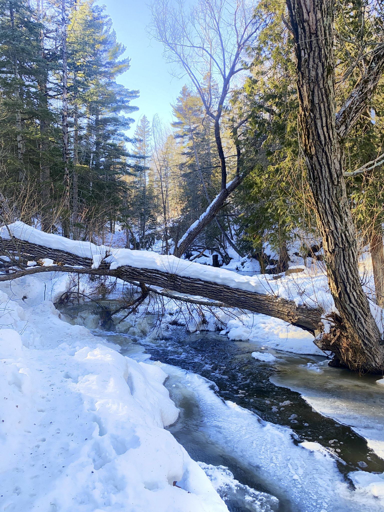 A snow-covered fallen log bridges an icy stream in a winter forest. - Congdon Park Trail