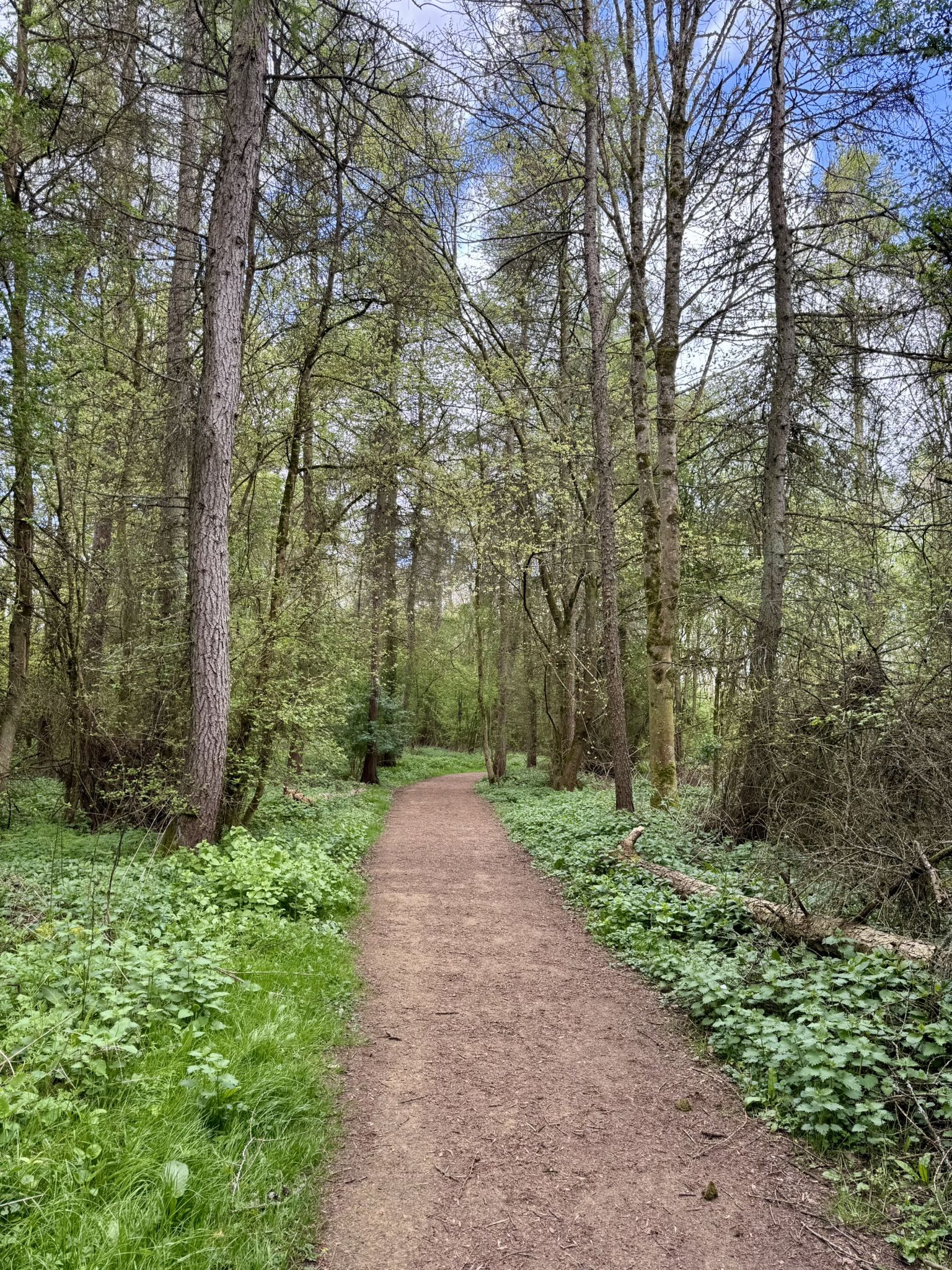 Path through the woods