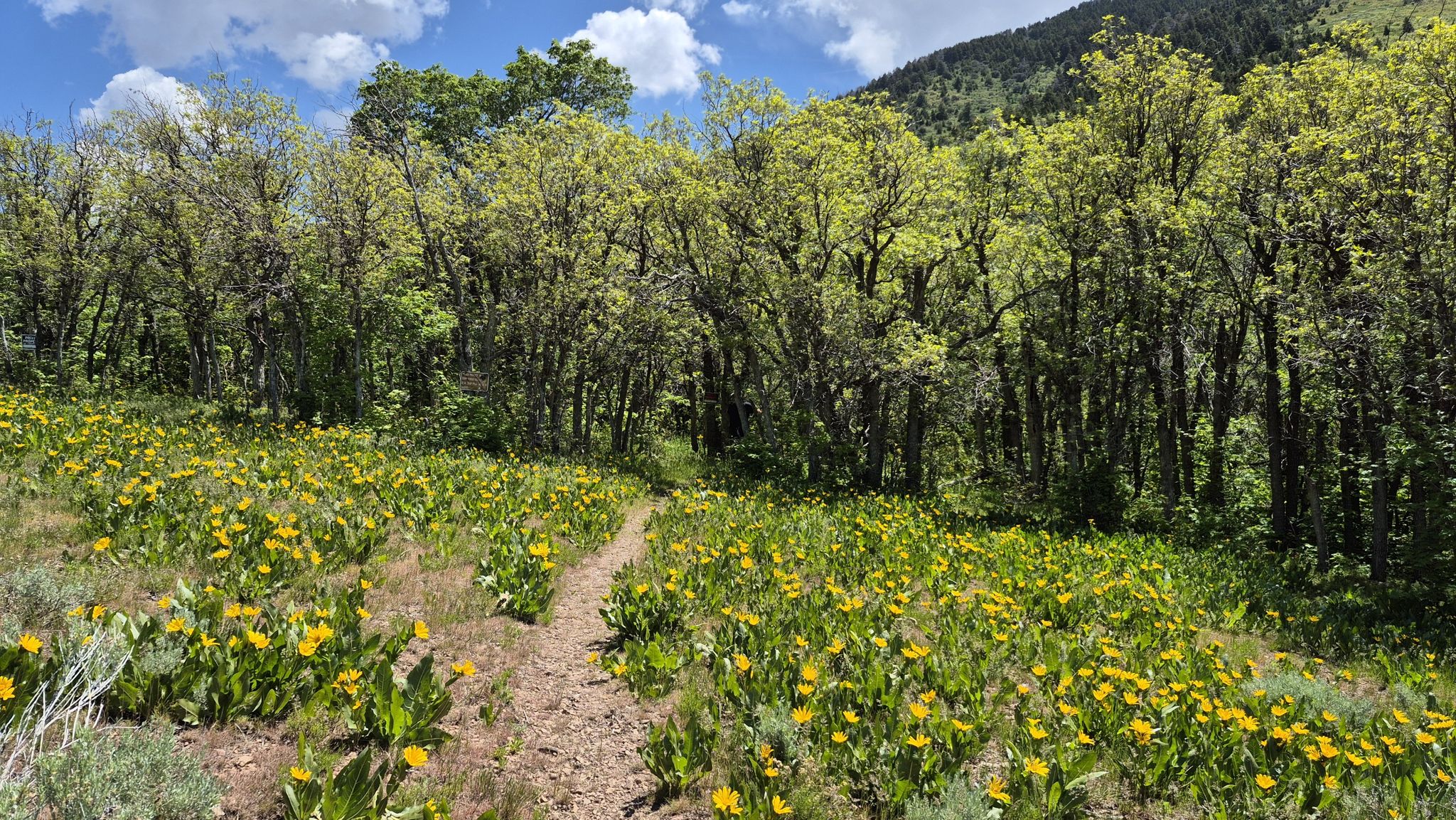 A dirt path leads through a field of yellow flowers towards a green forest. - Bench and Bottom Trail Loop