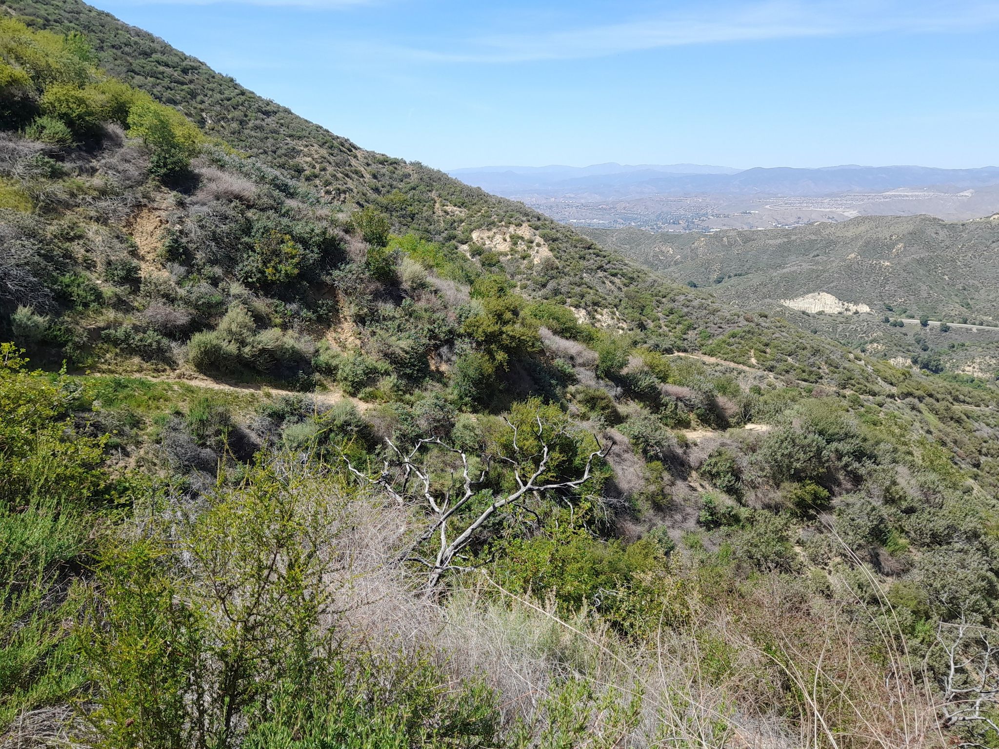 Sunny view of a dirt path traversing a brushy, green mountainside. - Los Pinetos Trail