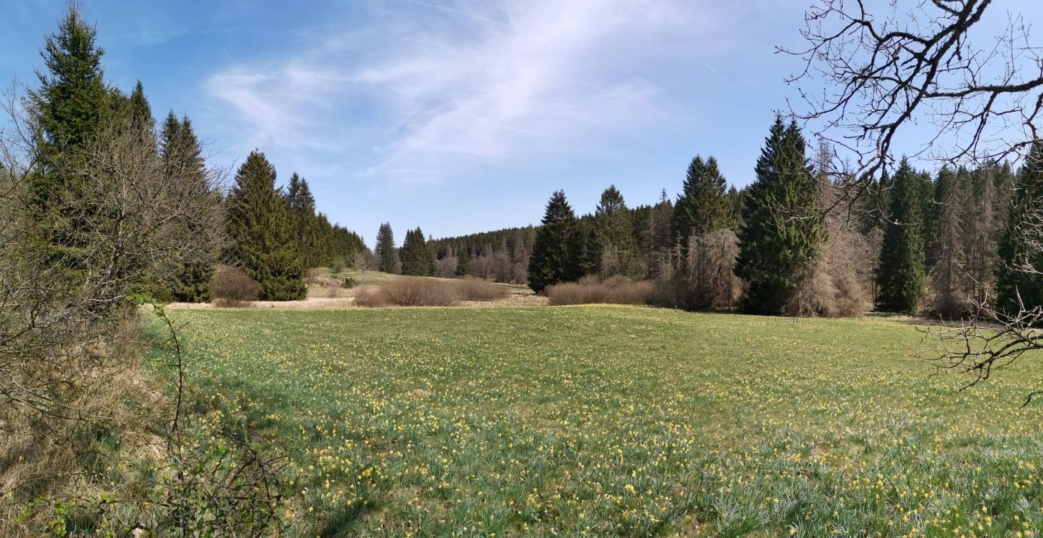 Wüstebachtal