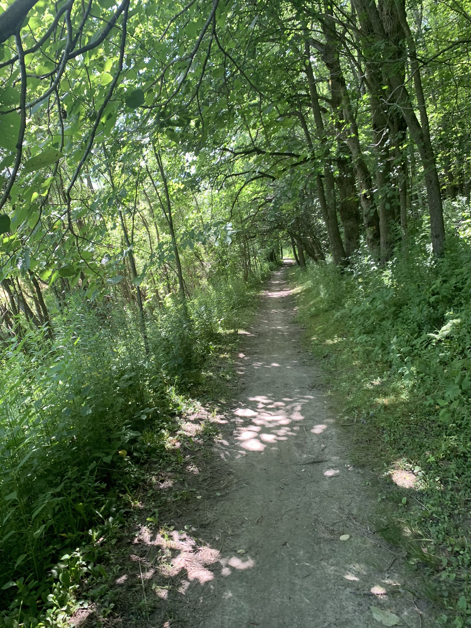Dirt path winding through a sun-dappled, dense green forest. - Cross Vermont Trail – Huntington Gorge loop from Winooski River Bridge