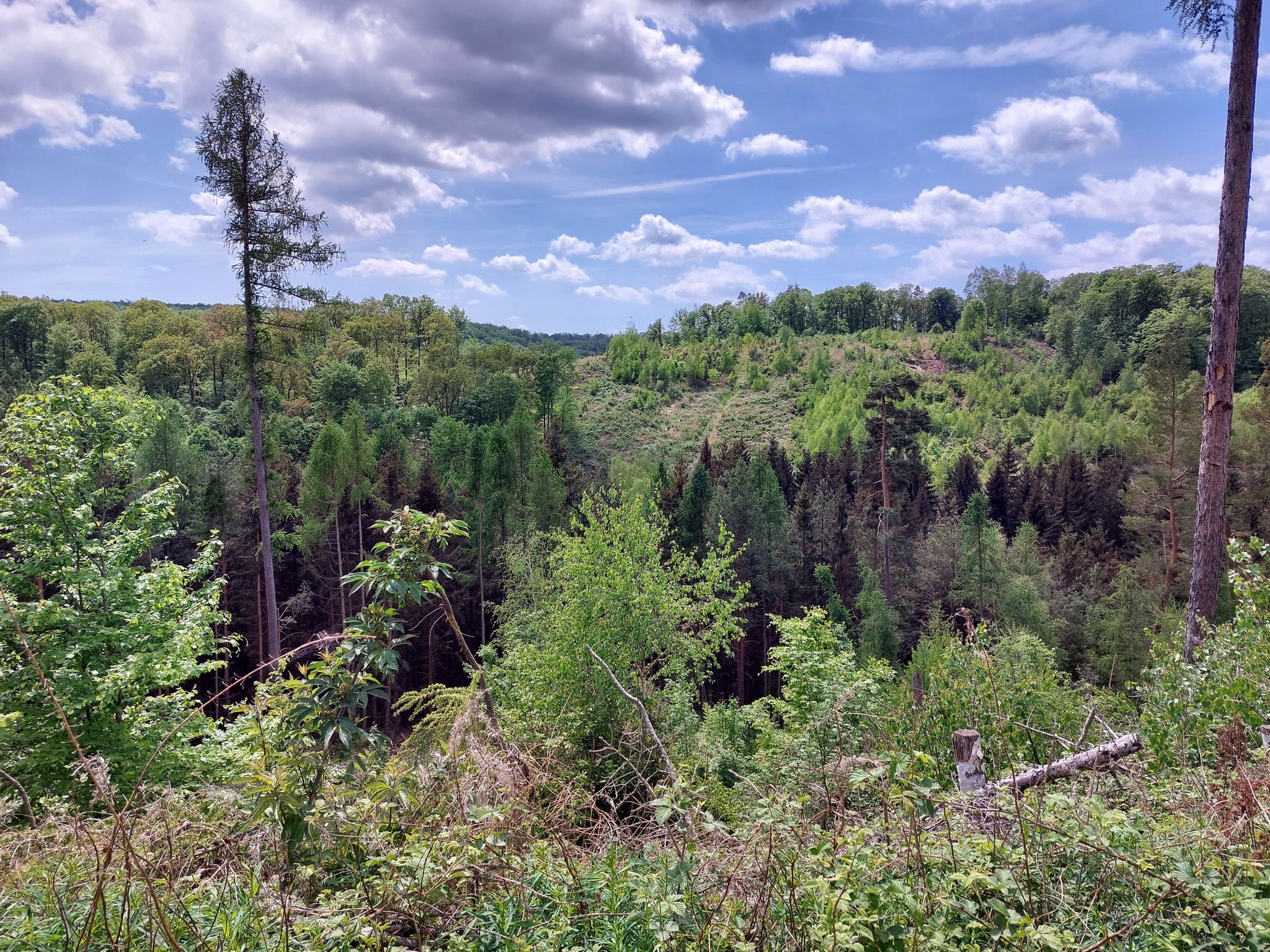 Blick ins NSG Saurasen