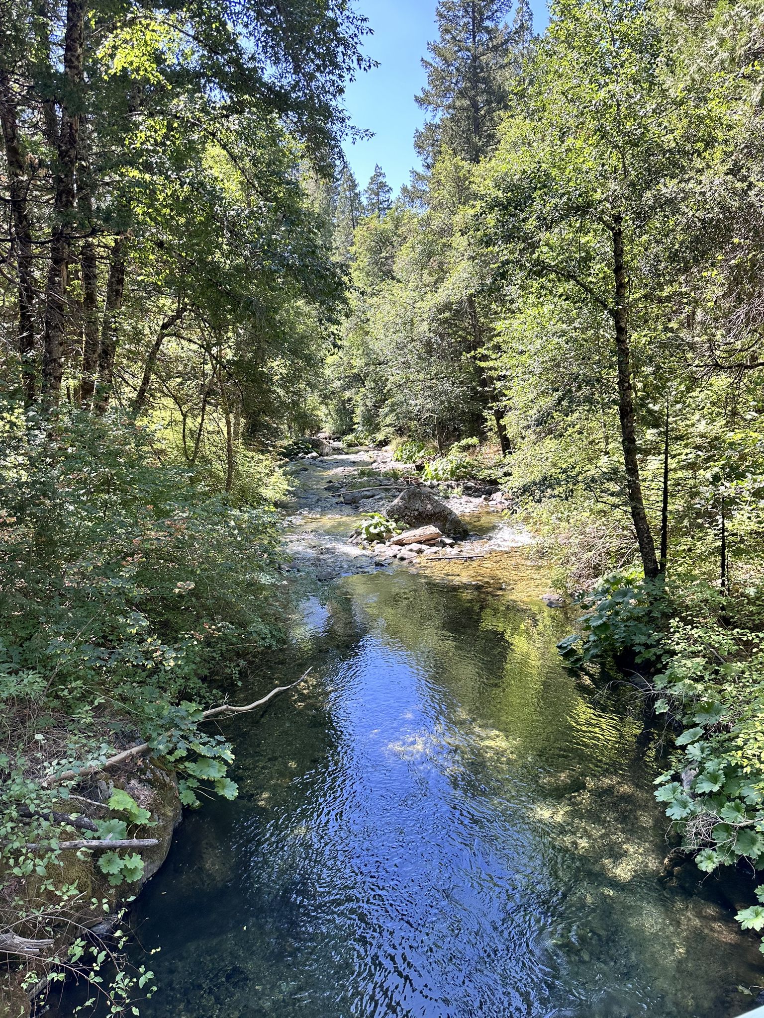 Clear stream flowing through a sunny, lush green forest. - Downie River – Shuttle Drop-off loop from Downieville