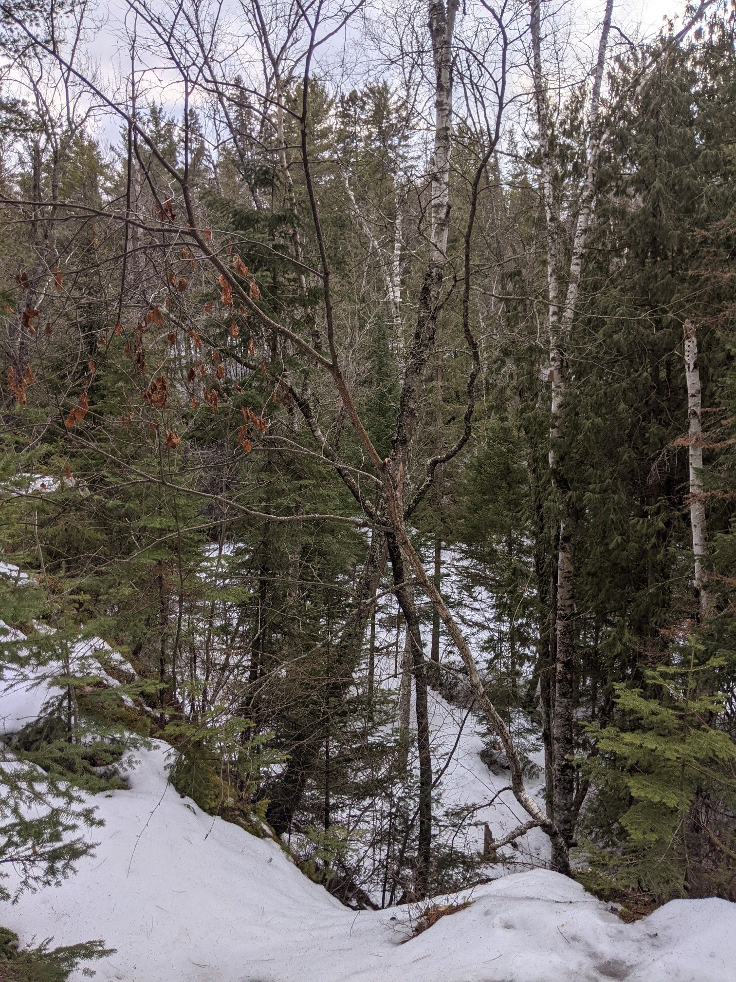 A dense, snow-covered forest with tall trees and bare branches on an overcast day. - Thimbleberry Nature Trail