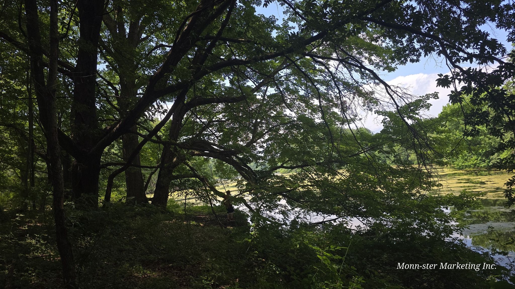 Sunlight filters through dense trees overlooking a calm, vegetated water body. - Shoreline Trail