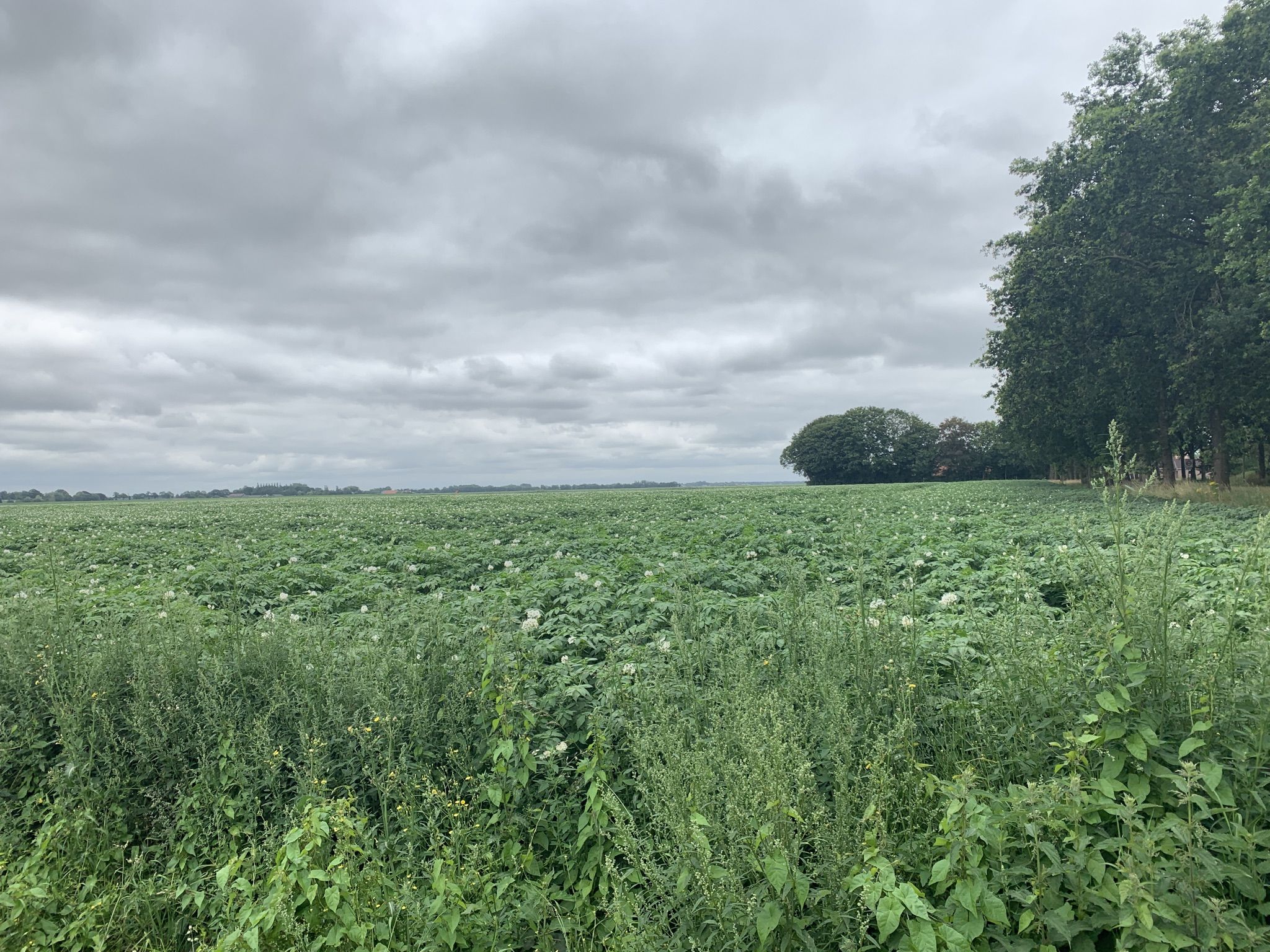 Field near Kiel-Windeweer