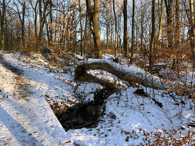 Sonne 🌞 haschen mit Fynn 🐾🐾 | Wanderung | Komoot