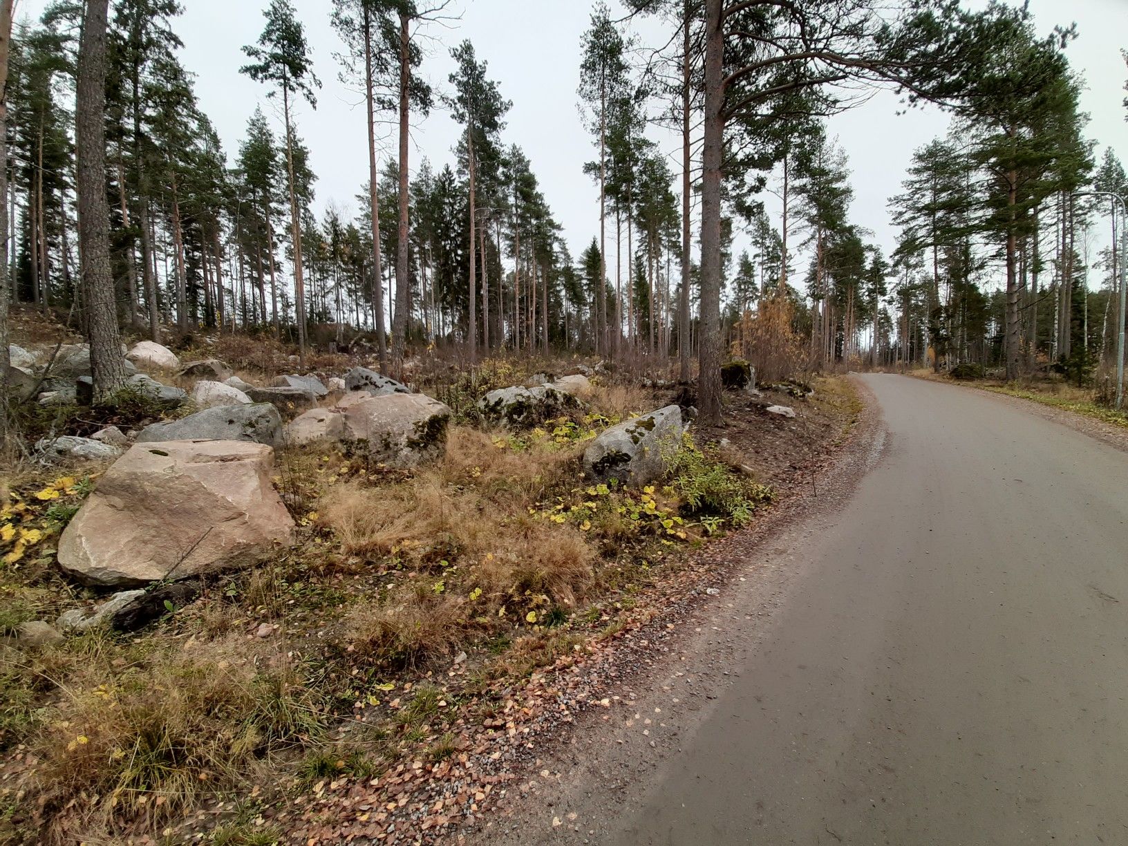 rock forest