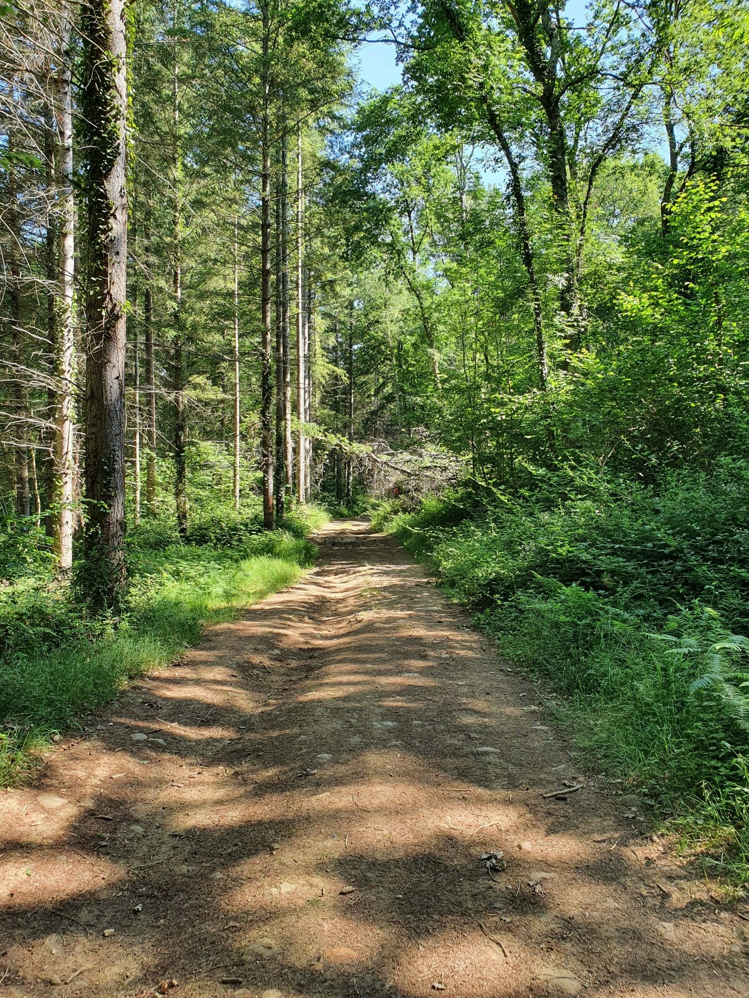 Bois de Mascaras