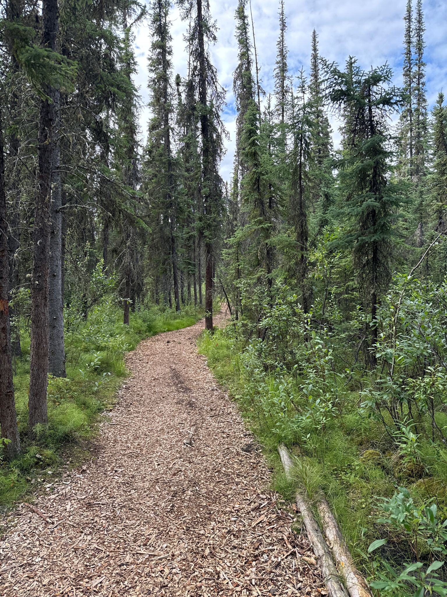 Wood chip path winding through a dense pine forest on a cloudy day. - Ballaine Lake Trail